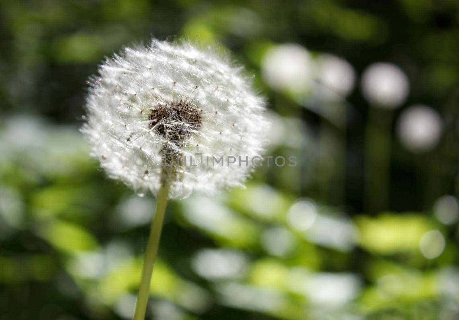 fluffy dandelion head outdoor closeup on summer day
