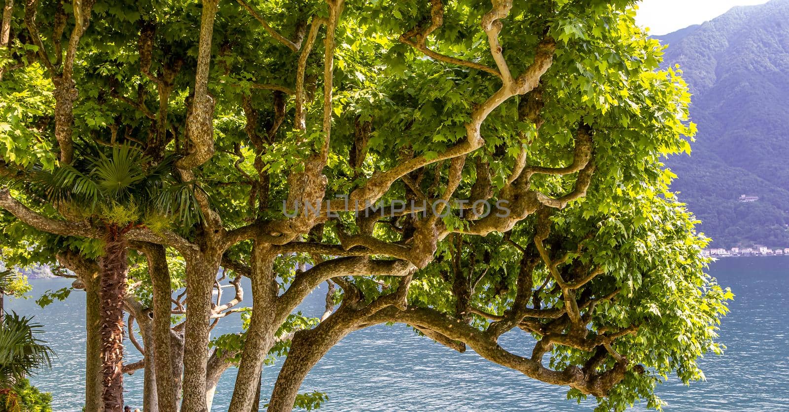  lake Como, near Bellagio, piedmonte, italy by photogolfer