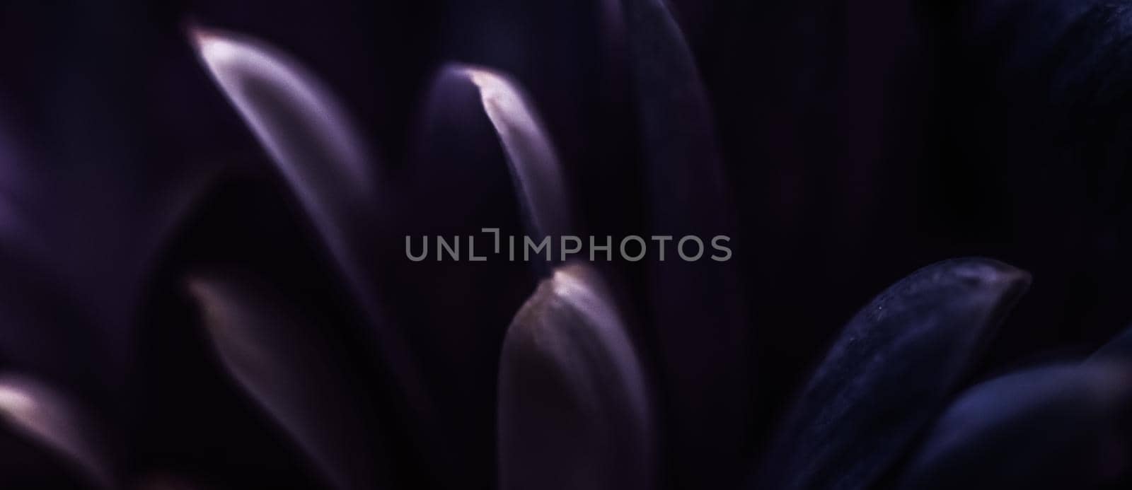 Purple daisy flower petals in bloom, abstract floral blossom art background, flowers in spring nature for perfume scent, wedding, luxury beauty brand holiday design by Anneleven