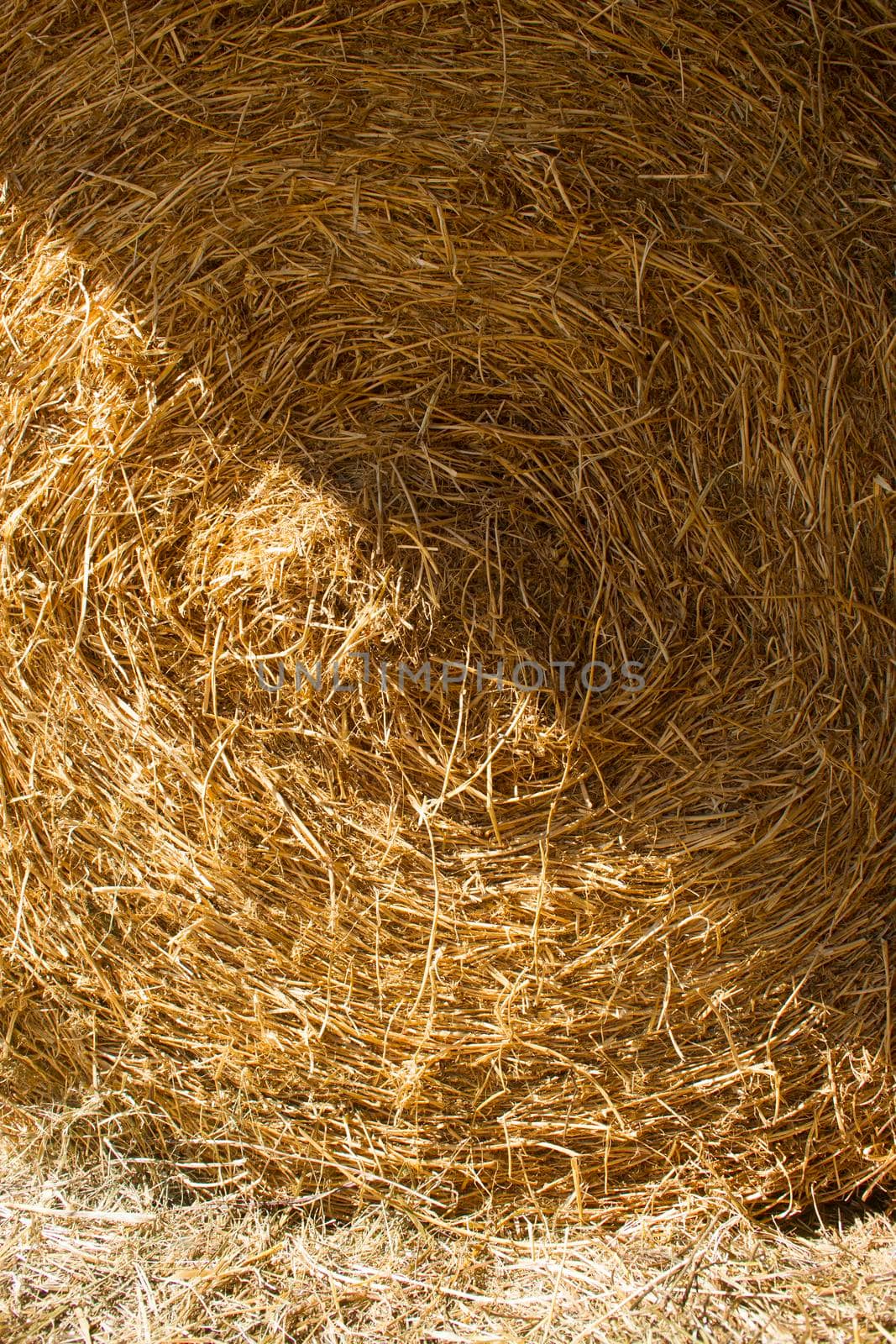 Straw used for the litter for horses in a riding school