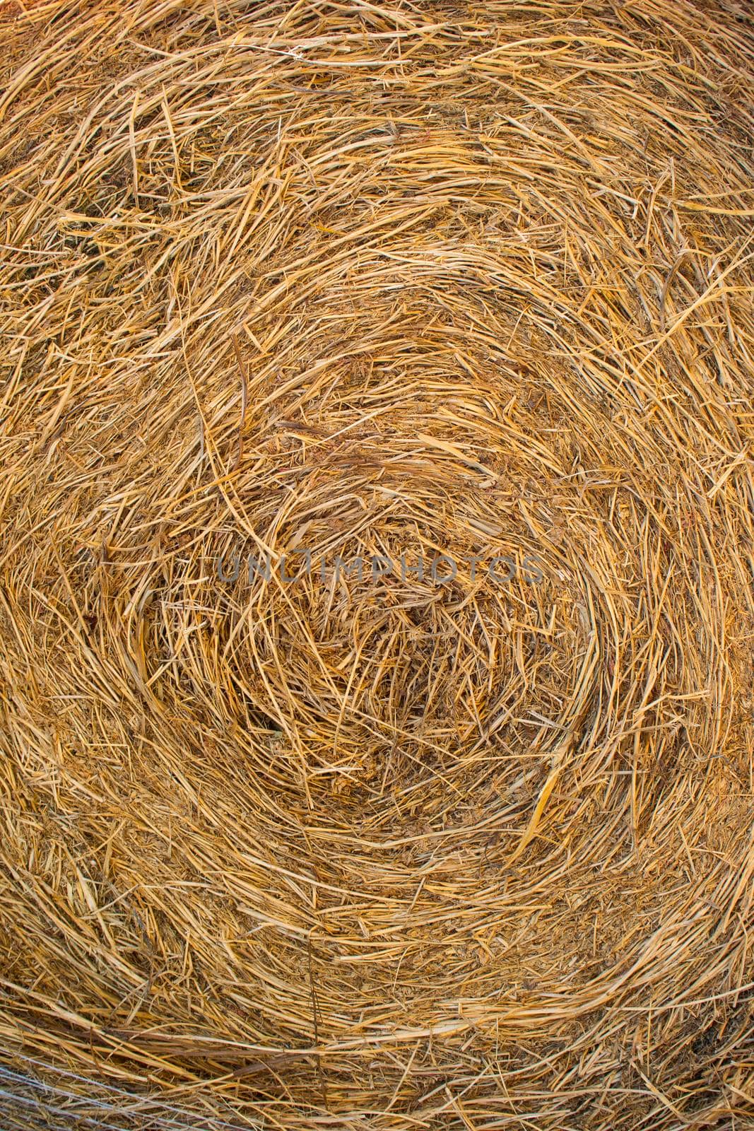 Straw used for the litter for horses in a riding school