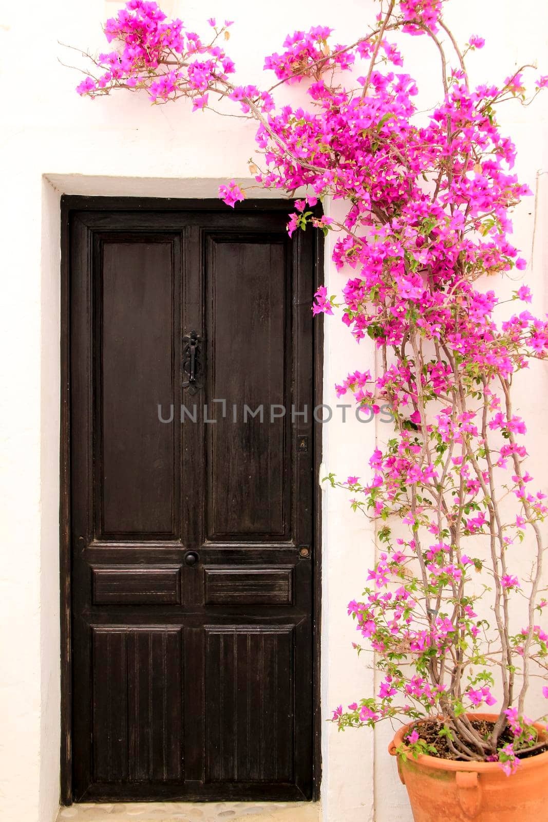 Beautiful whitewashed facade with old wooden door and colorful bougainvillea plant in Altea village, Alicante, Spain