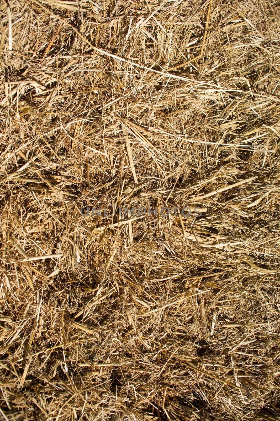 Straw used for the litter for horses in a riding school