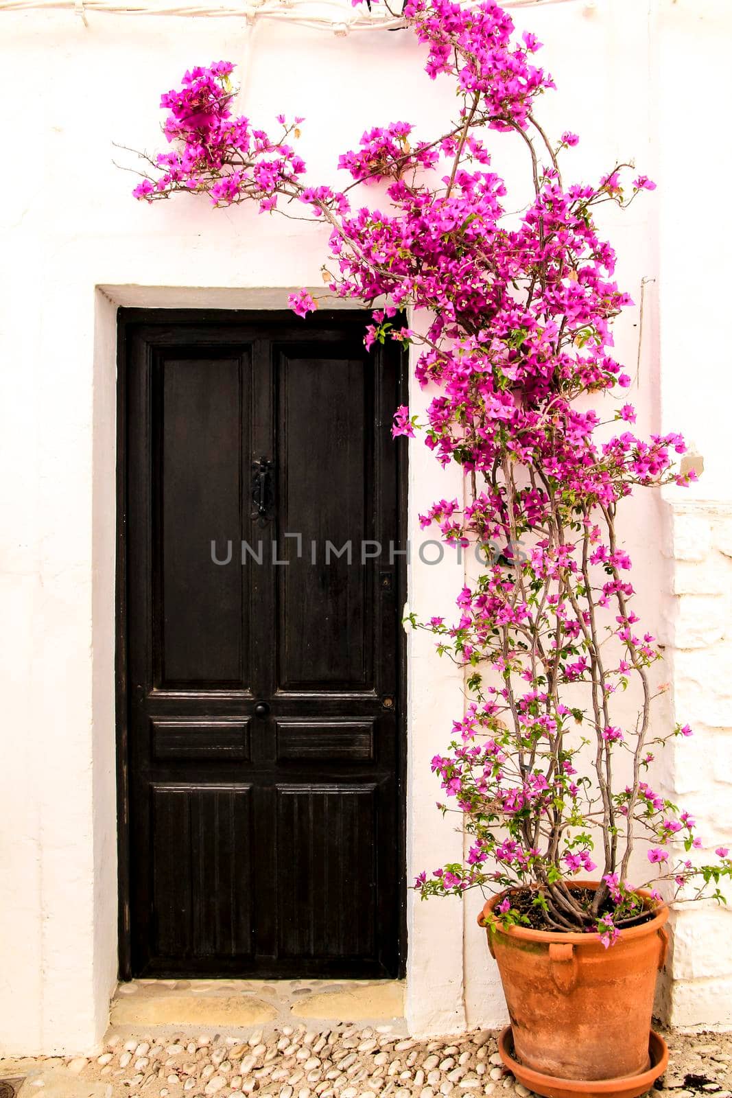 Beautiful whitewashed facade with old wooden door and colorful bougainvillea plant in Altea village, Alicante, Spain
