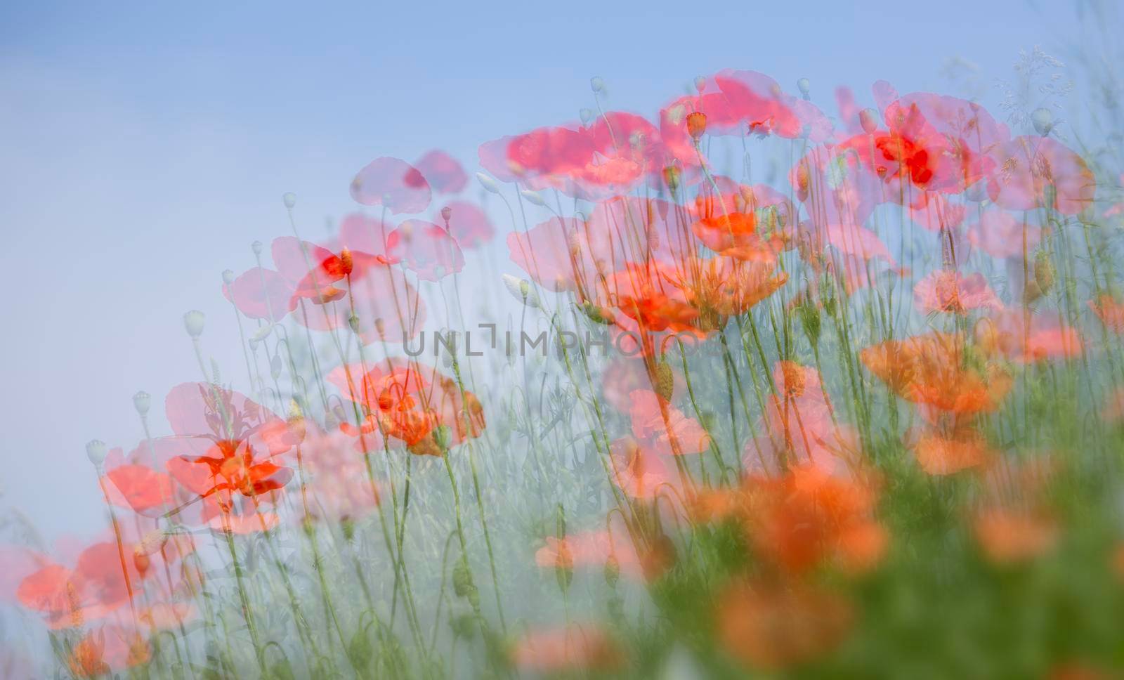 red poppies on green in dreamy fantasy abstract pattern by ahavelaar