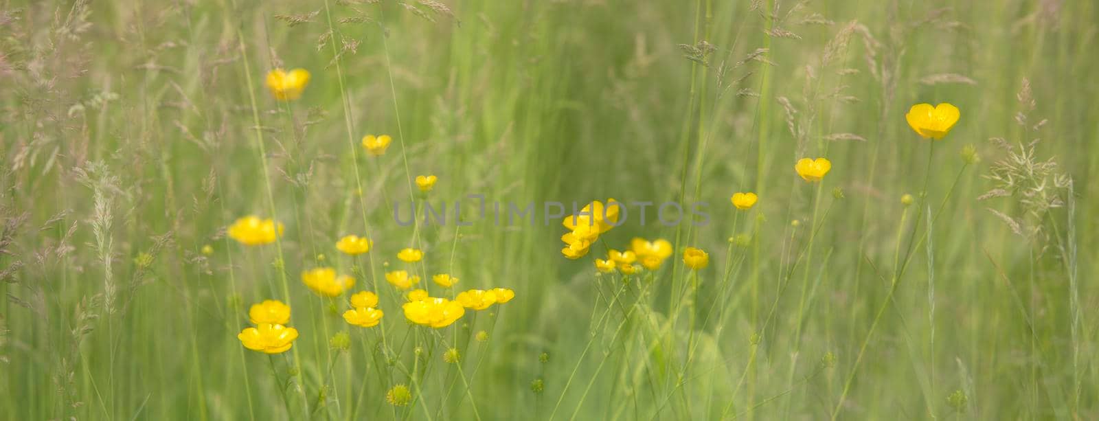 yellow buttercup flowers on green background with grasses in dreamy fantasy abstract pattern of multiple exposure