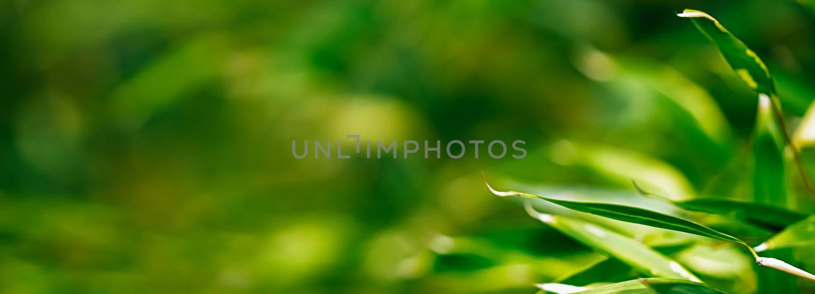Tropical bamboo background, fresh leaves on tree as nature, ecology and environment concept by Anneleven