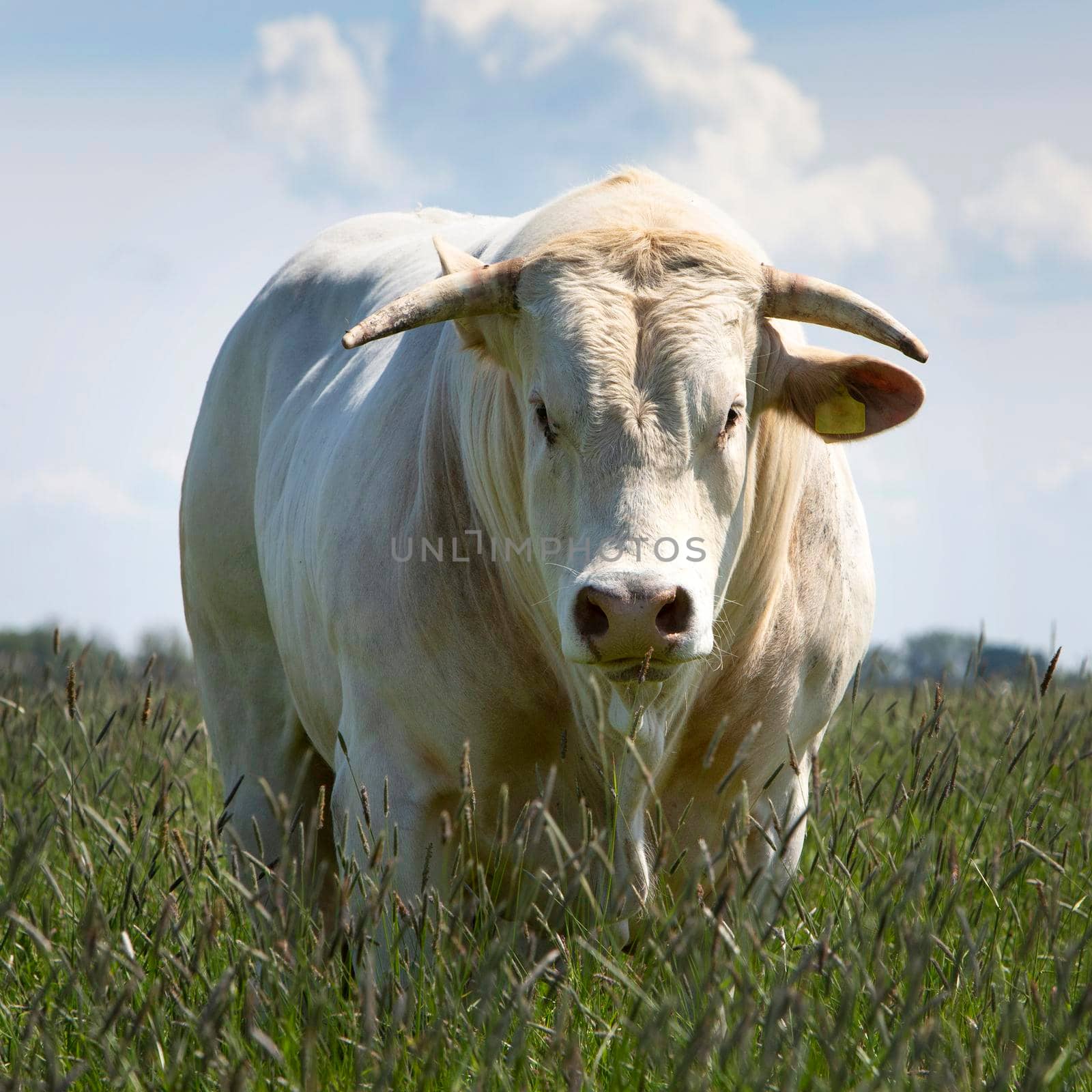 strong white horned blonde d'aquitaine bull in long grass of meadow in summer looks directly into the camera