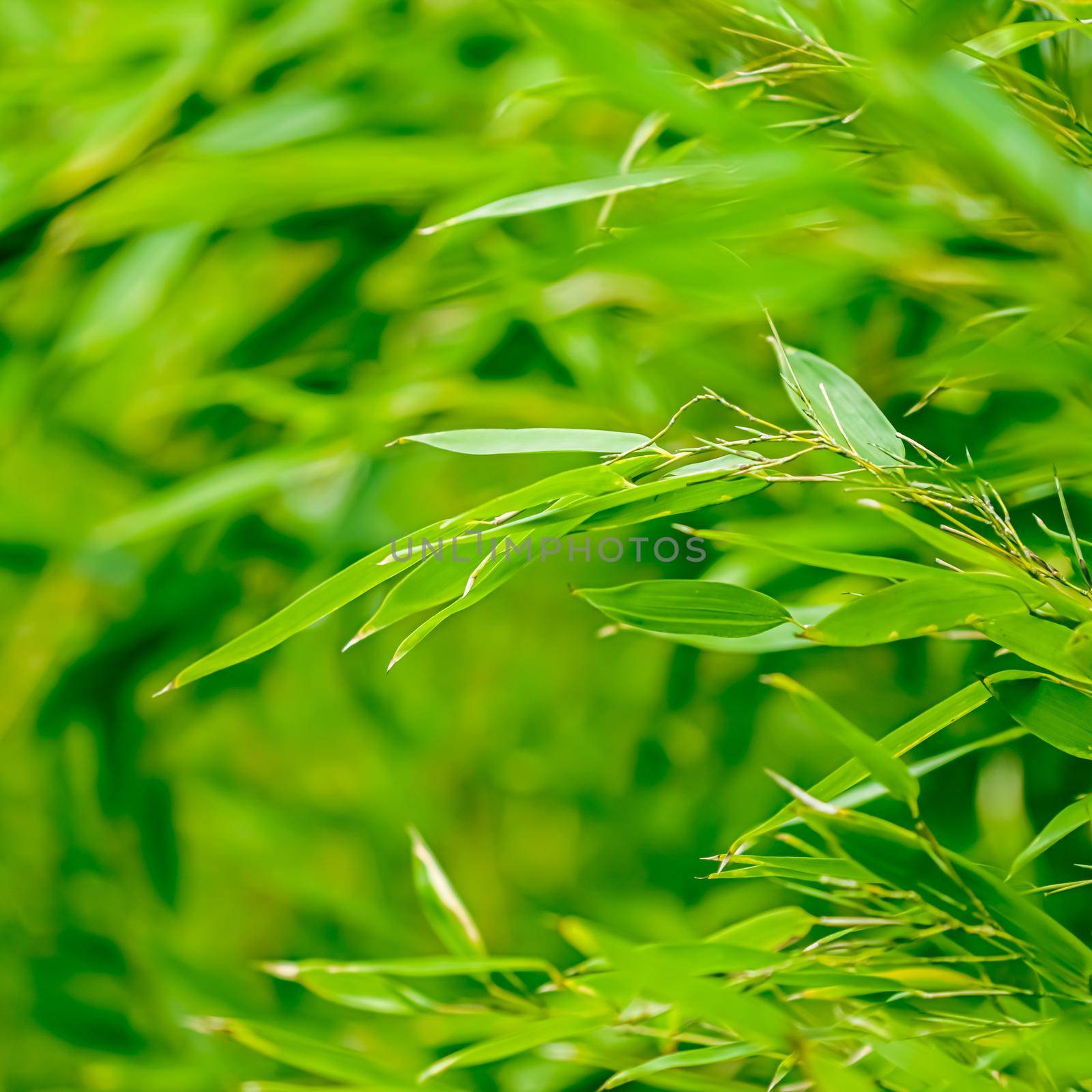 Green bamboo background, fresh leaves on tree as nature, ecology and environment concept by Anneleven