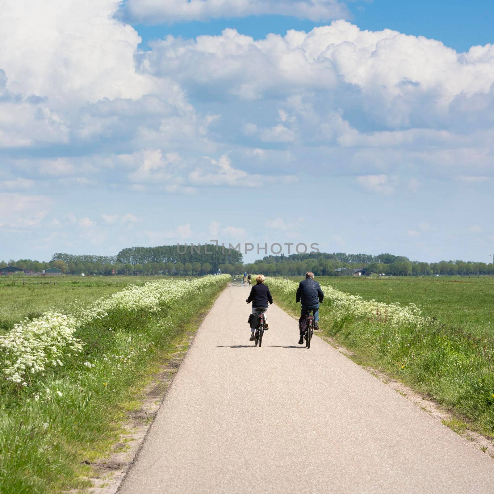 couple on bicycle passes white summer flowers on country road near meadows in the netherlands under blue summer sky with white clouds
