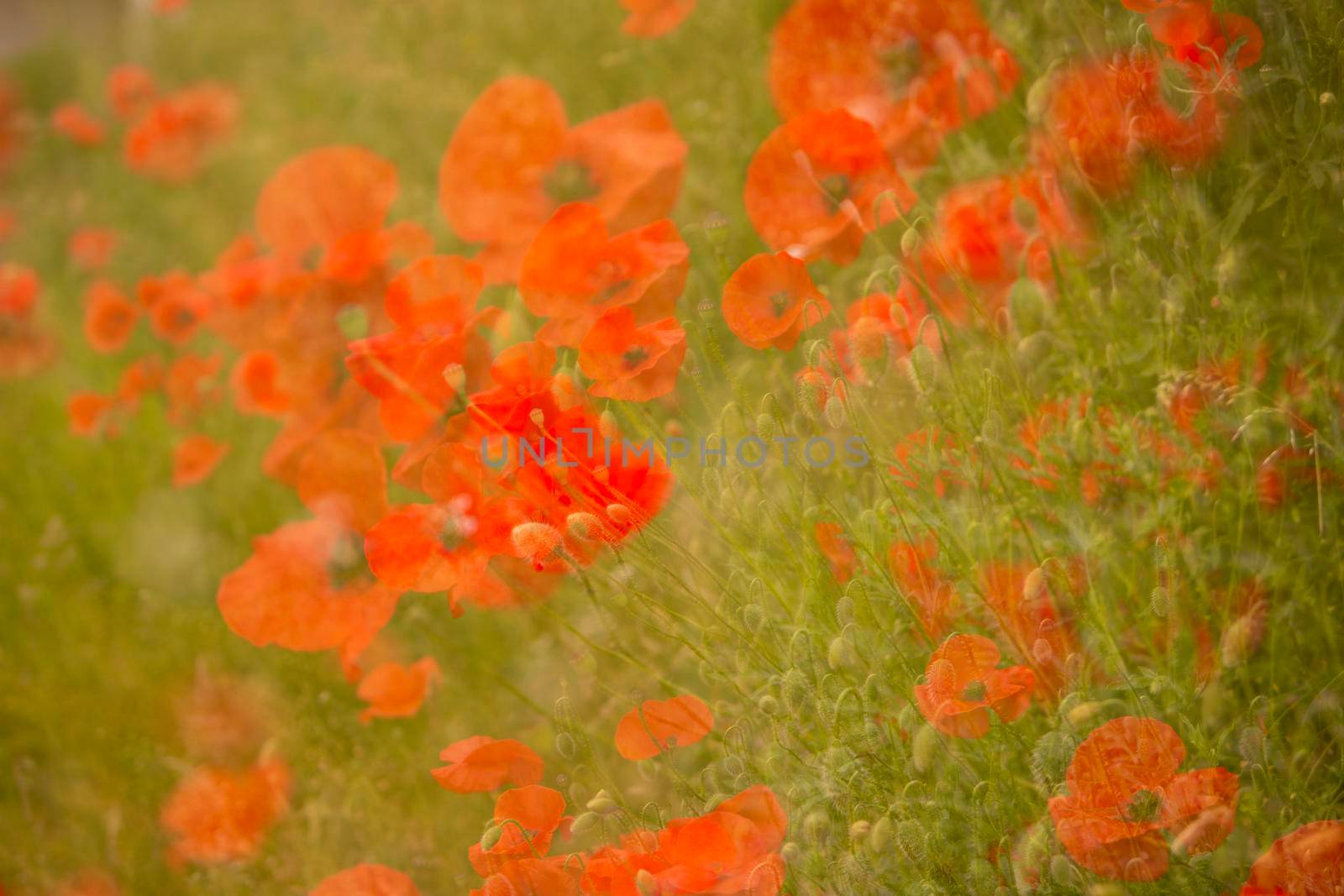 red poppy flowers on green background in dreamy fantasy abstract pattern of multiple exposure