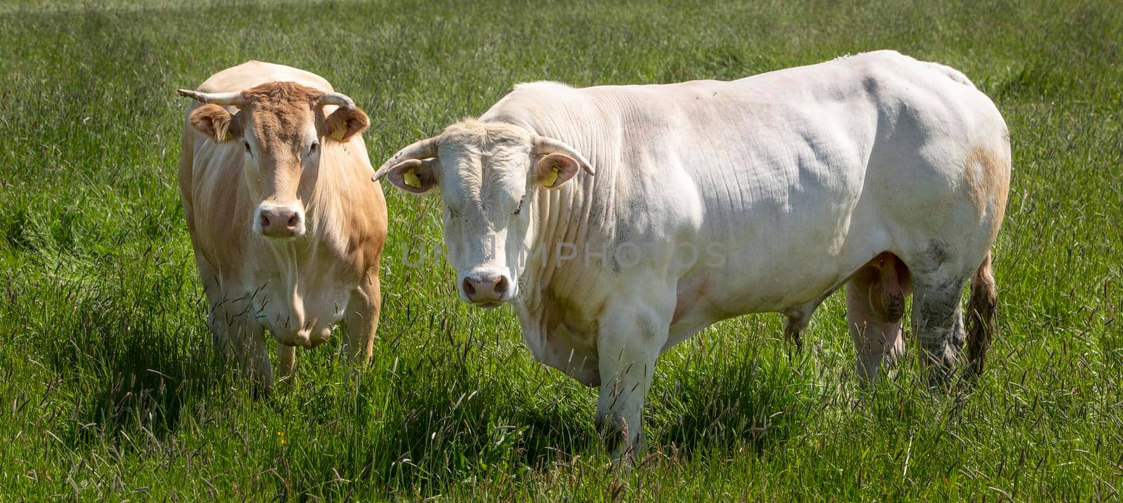 white bull and light brown cow in long grass of summer meadow in the netherlands by ahavelaar
