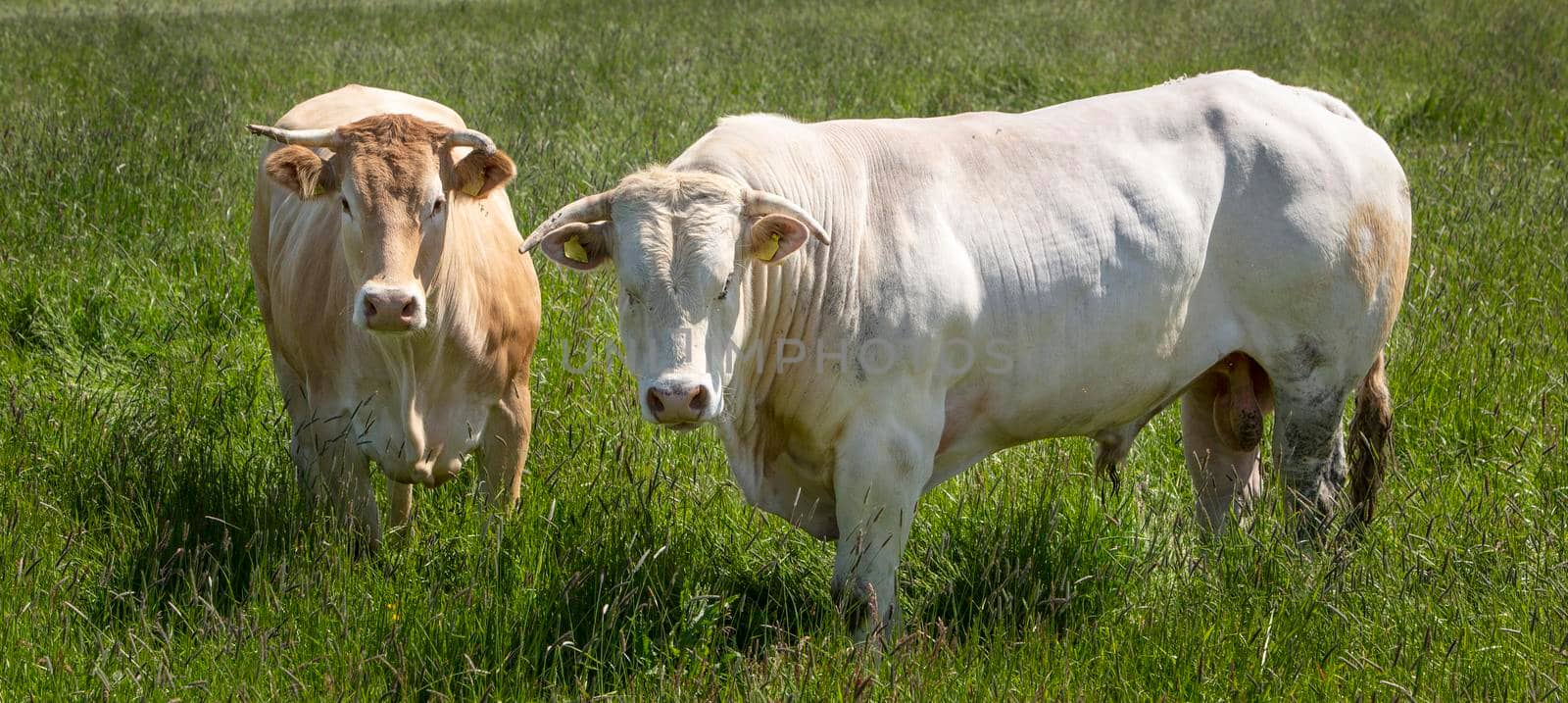 strong white blone d'aquitaine bull and light brown cow stand in long grass of summer meadow in the netherlands