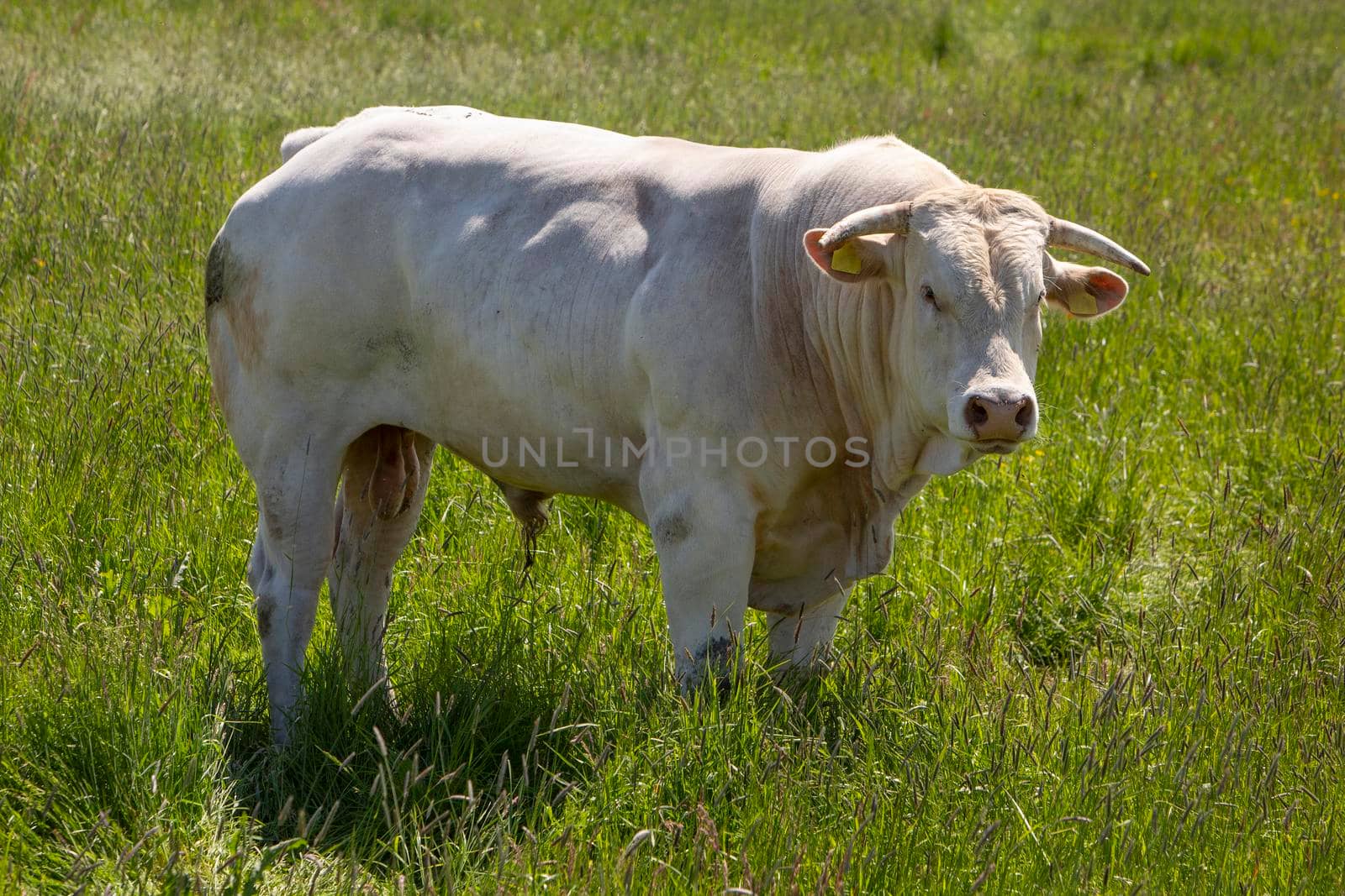 strong white horned blonde d'aquitaine bull in long grass of meadow in summer looks directly into the camera