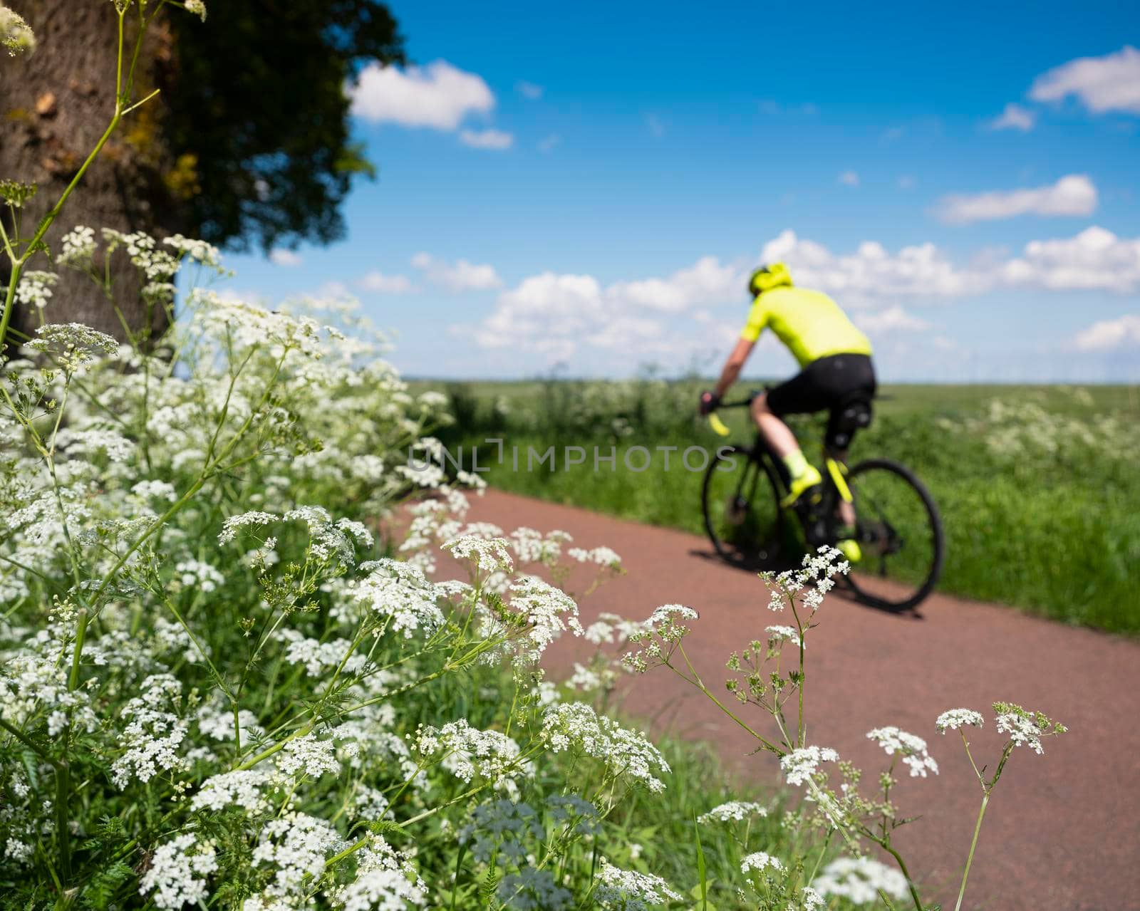 man on bicycle passes white summer flowers on country road near meadows in the netherlands under blue summer sky with white clouds