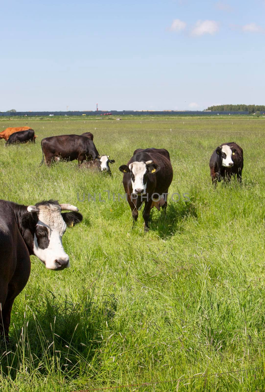 black blaarkop cows in meadow with long grass in the netherlands by ahavelaar