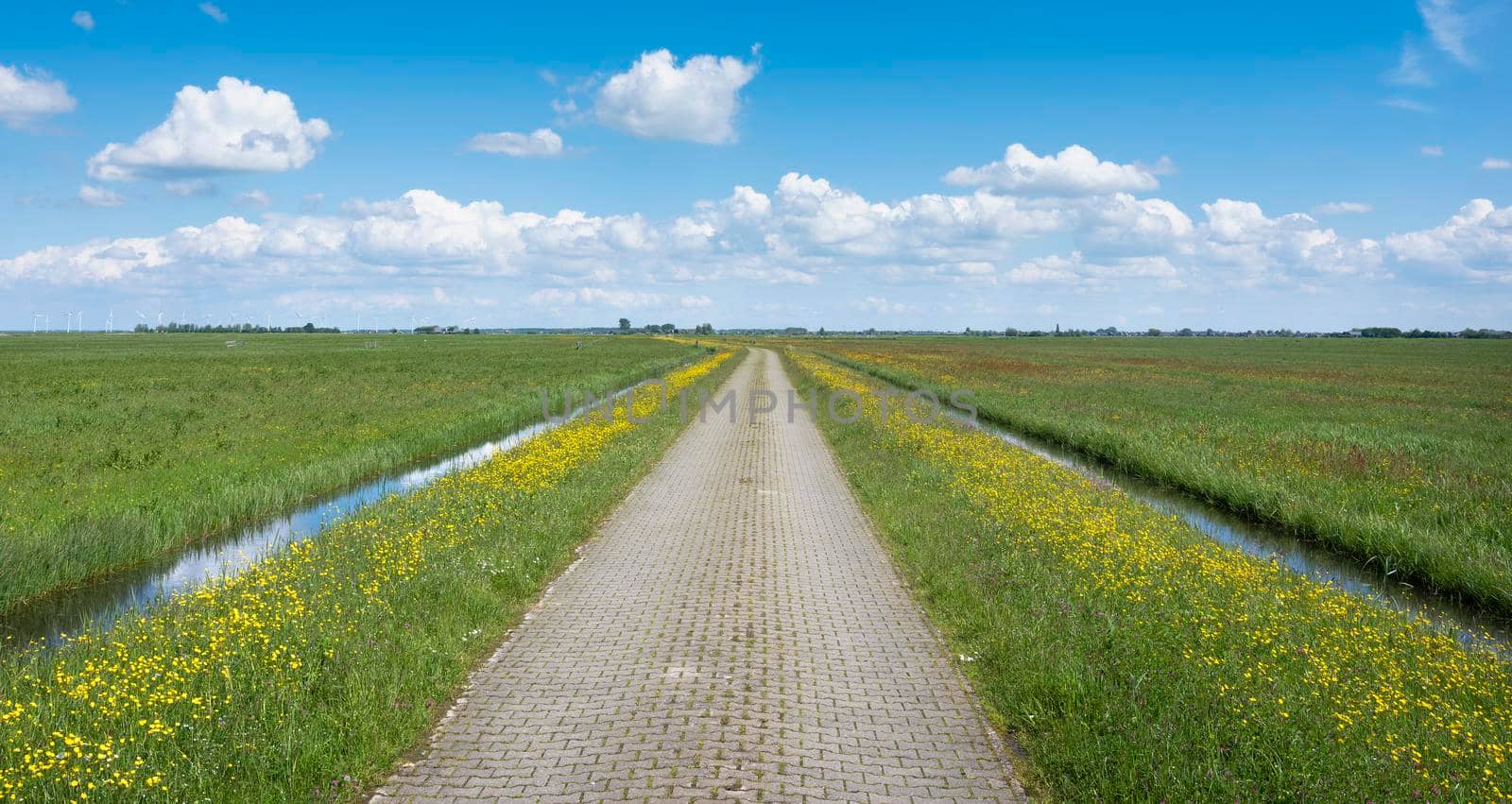 brick country road with wild yellow flowers under blue sky in holland by ahavelaar