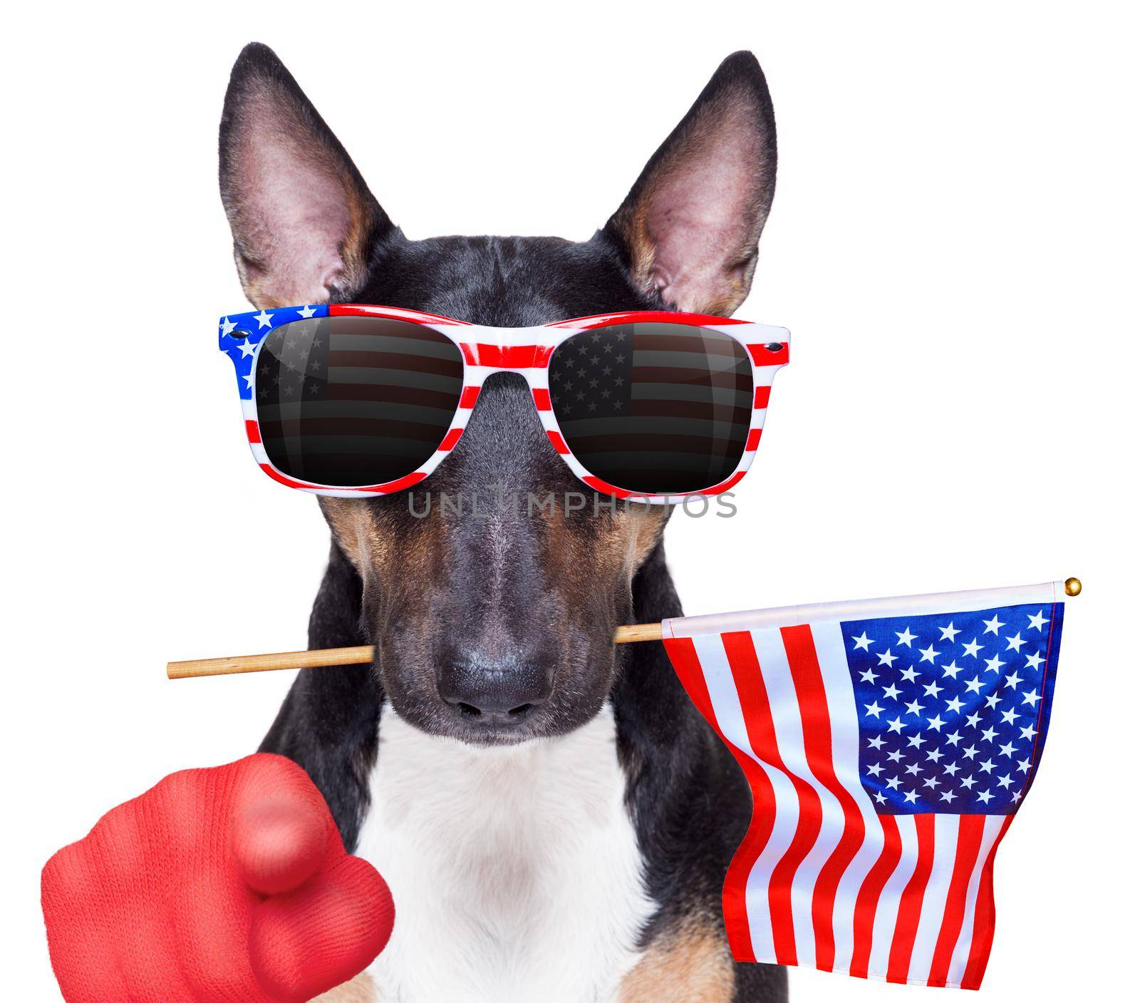 independence day 4th of july dog by Brosch