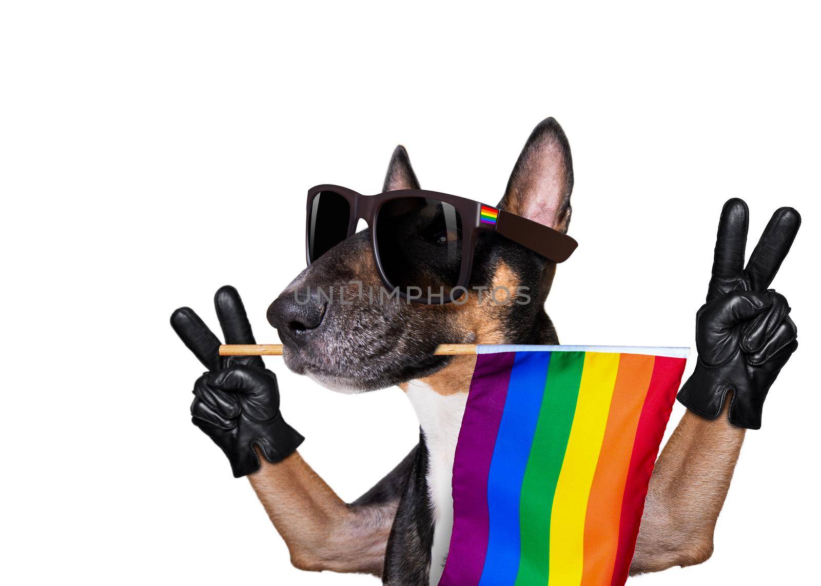 fairy  funny gay bull terrier dog proud of human rights waving  with lgbt rainbow flag and sunglasses , isolated on white background