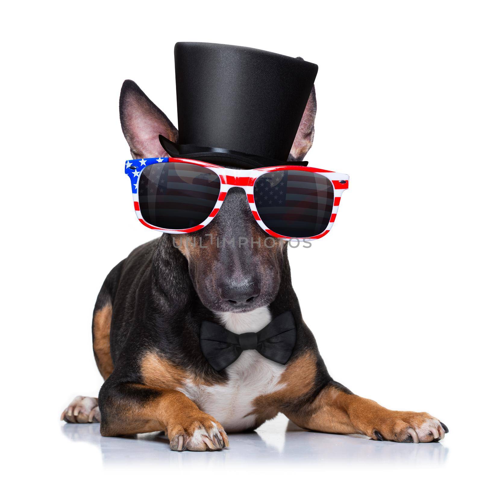 independence day 4th of july dog by Brosch