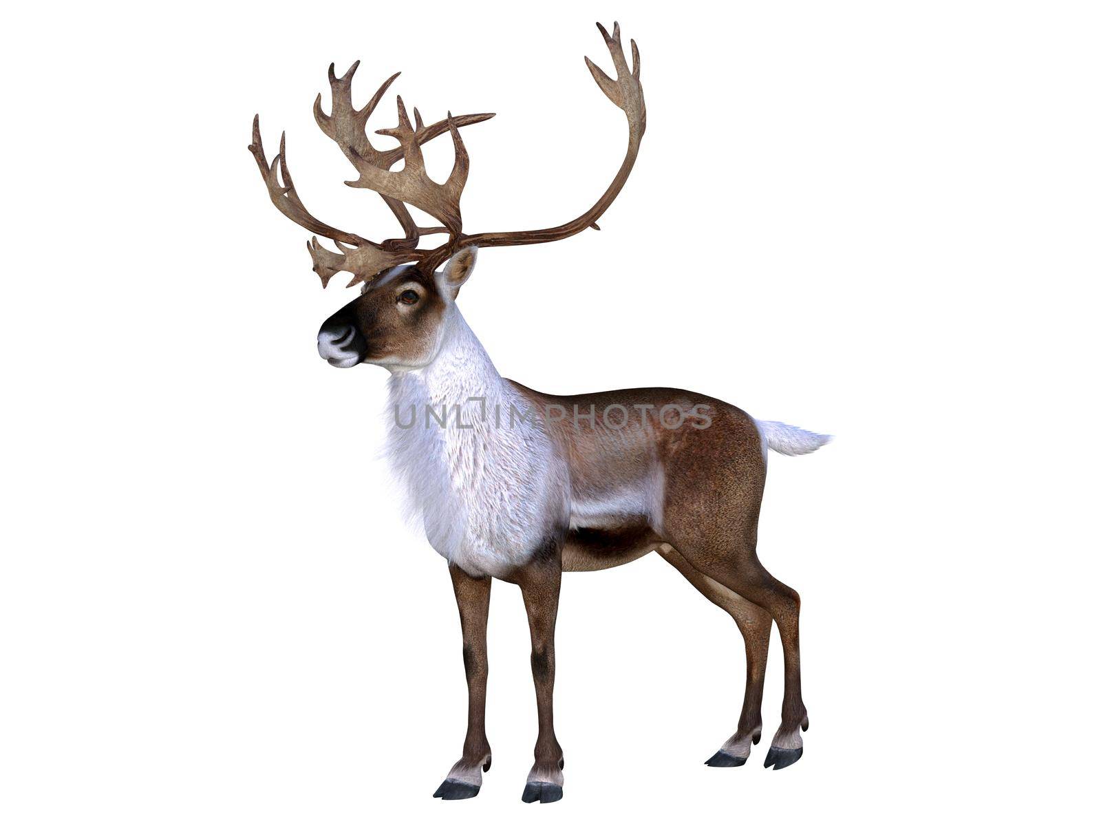 The Caribou deer also called a reindeer lives in the northern regions of Europe, Siberia and North America.