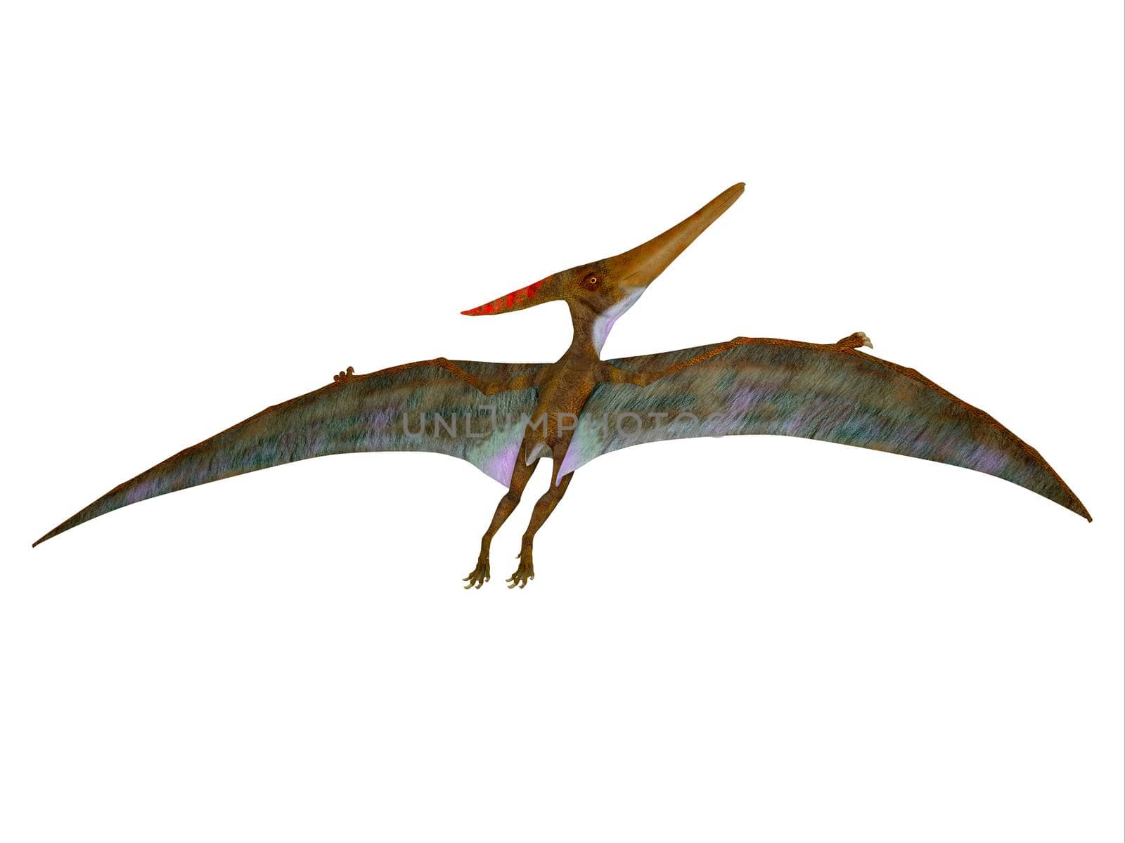 Pteranodon was a carnivorous Pterosaur reptile that flew in North America during the Cretaceous Period.