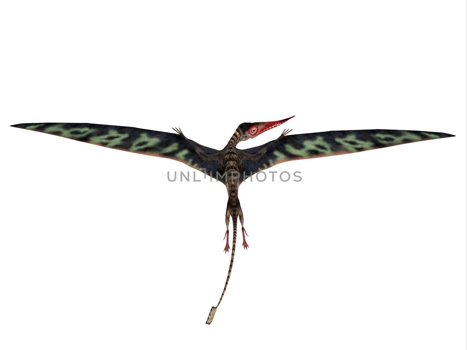 Rhamphorhynchus Wings Extended by Catmando