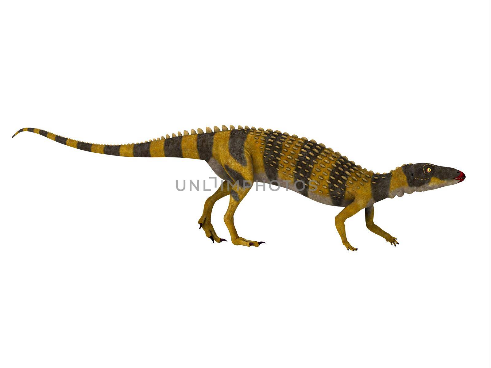 Scutellosaurus was an armored herbivorous dinosaur that lived in Arizona, USA during the Jurassic Period.