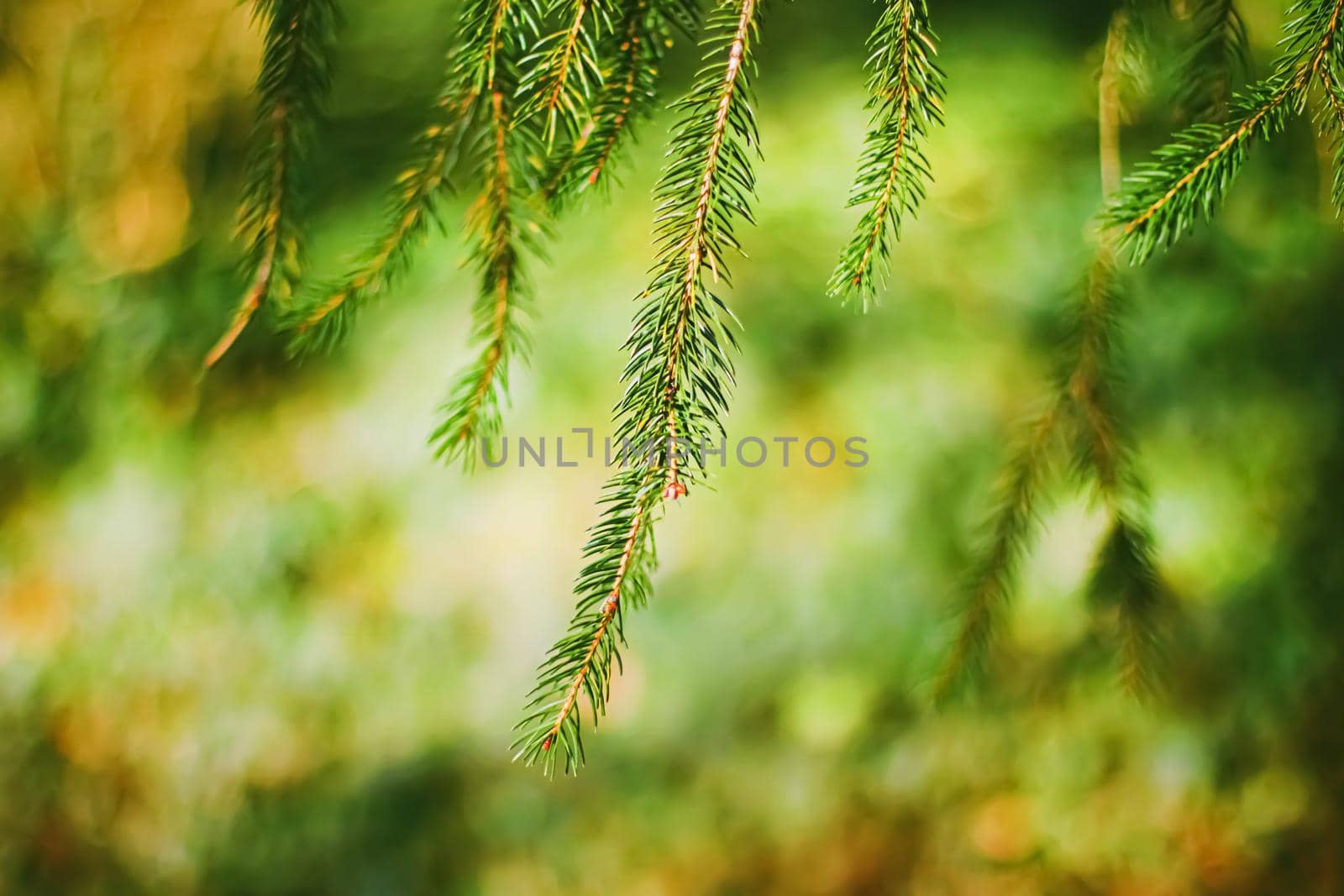 Spruce tree branches as abstract nature background and natural environment by Anneleven