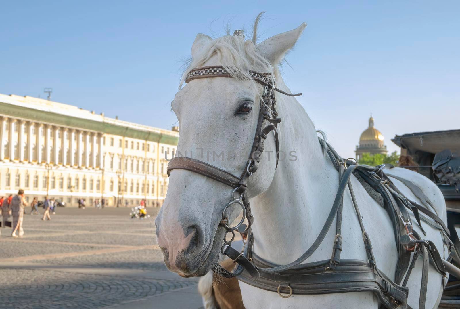 Close-up of the head of a white horse harnessed to a stroller in the city square. Selective focus. Blurred backdrop.