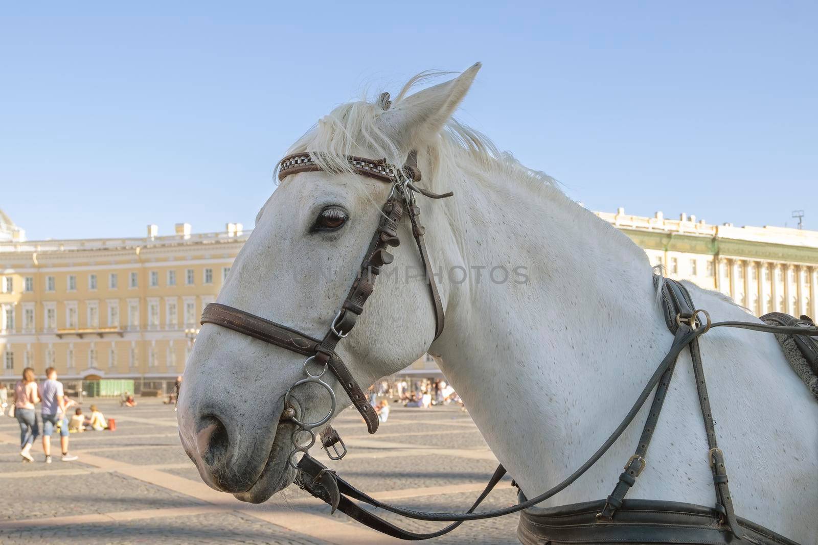 Close-up of the head of a white horse harnessed to a stroller in the city square. Selective focus. Blurred backdrop.