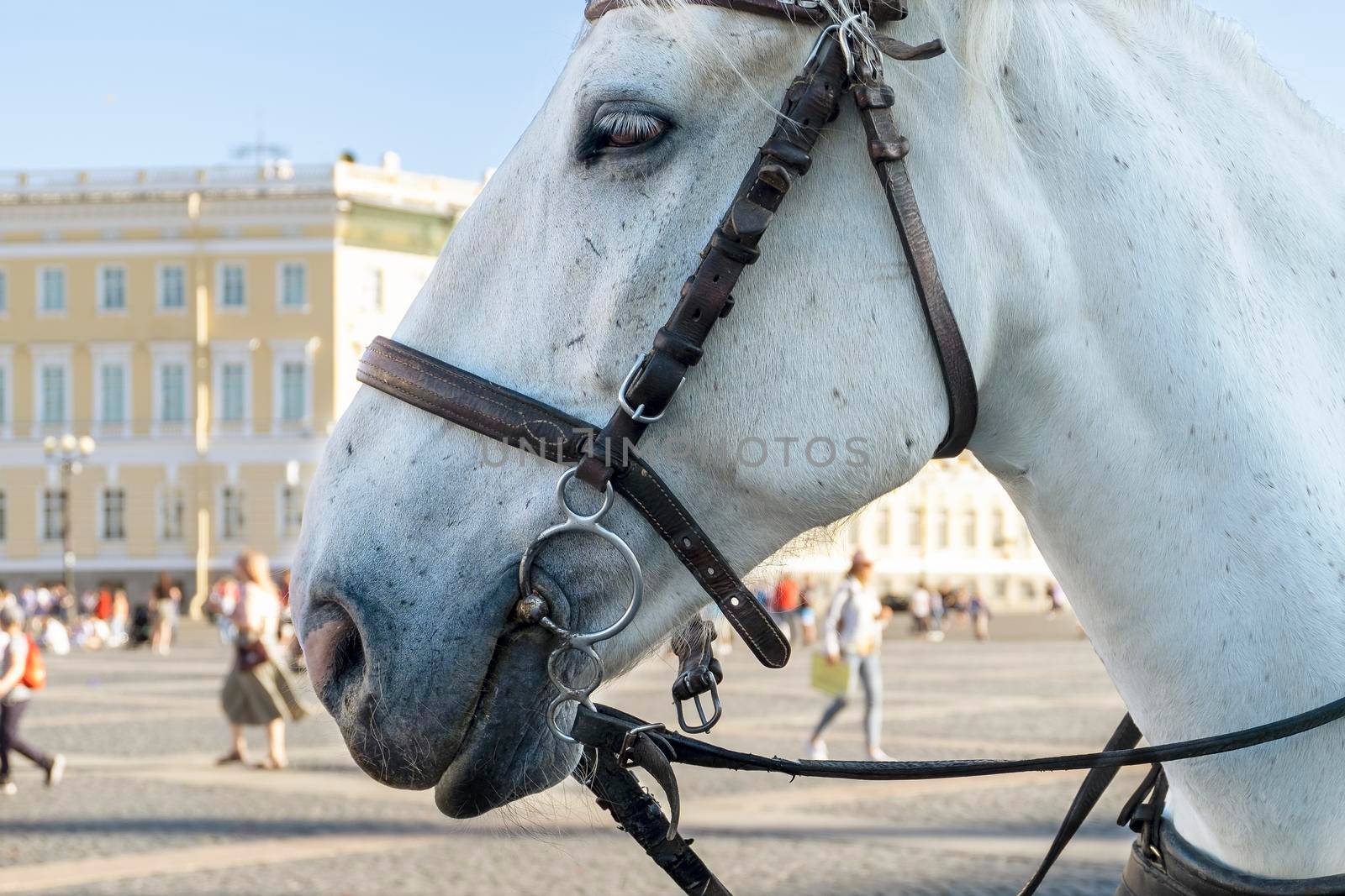 Close-up of the head of a white horse harnessed to a stroller in the city square. Selective focus. Blurred backdrop.