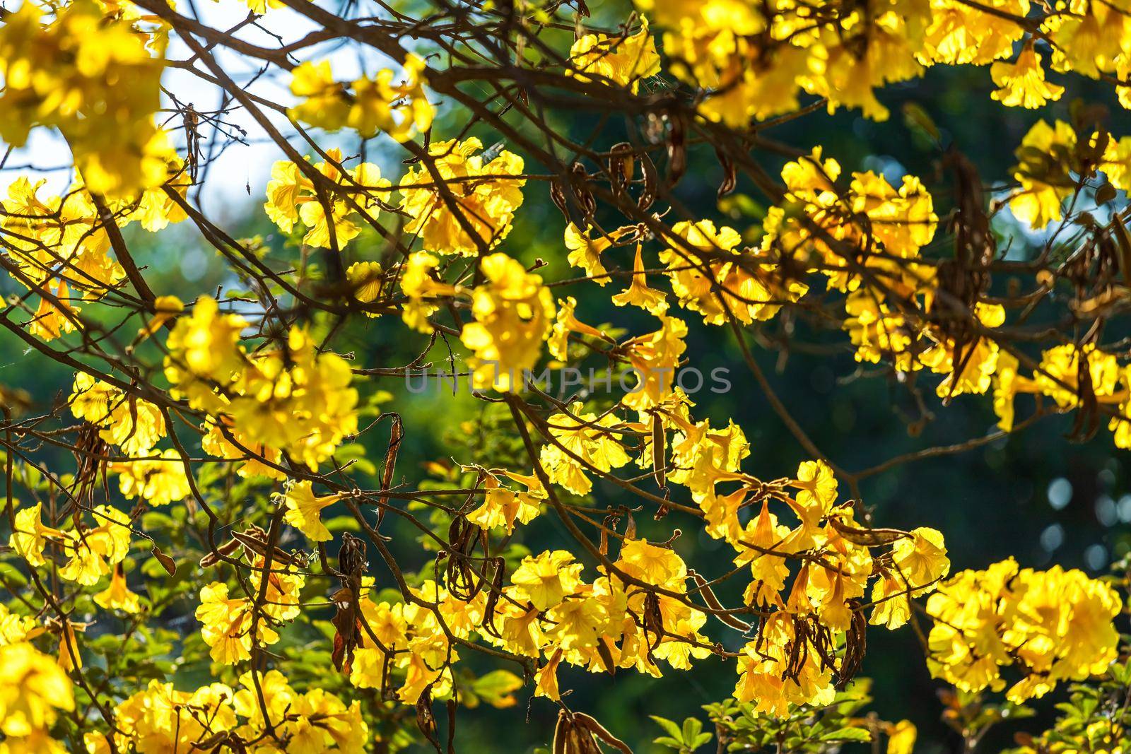 Golden trumpet tree at Park in on blue sky background.