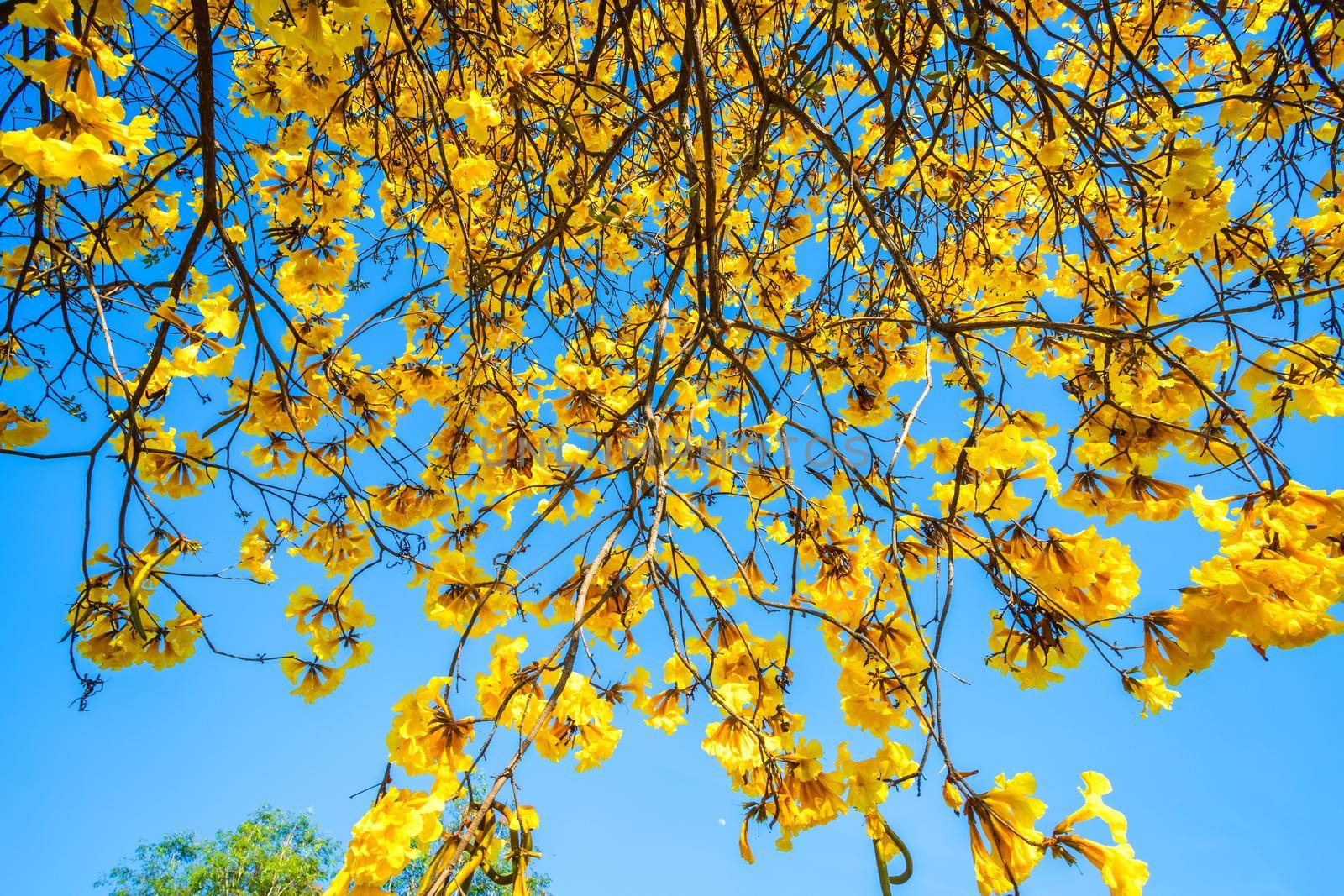 Golden trumpet tree at Park in on blue sky background.
