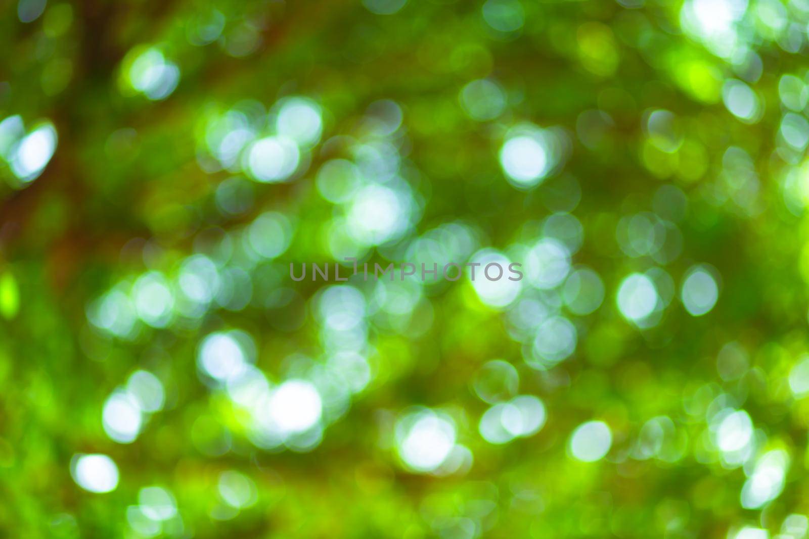 green bokeh background with circles. Summer abstract theme.