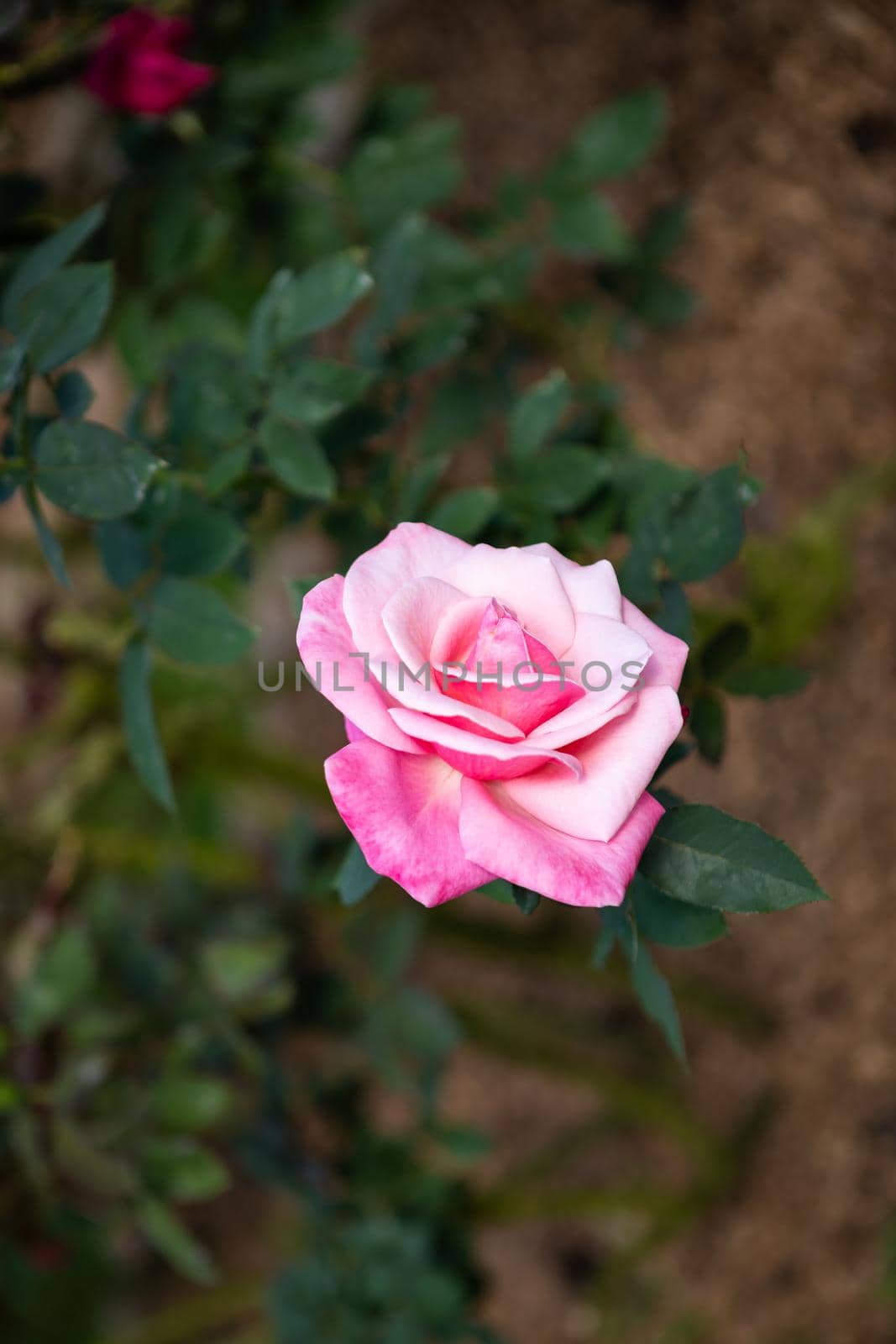 Beautiful pink rose on the rose garden in summer in a garden.