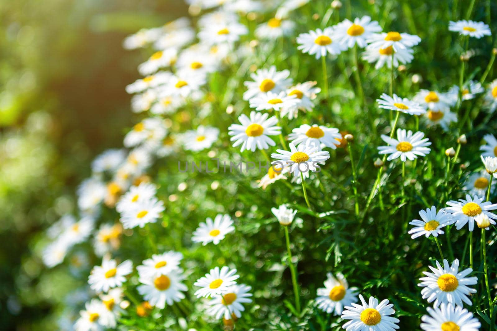 White seaside daisies in a spring garden.