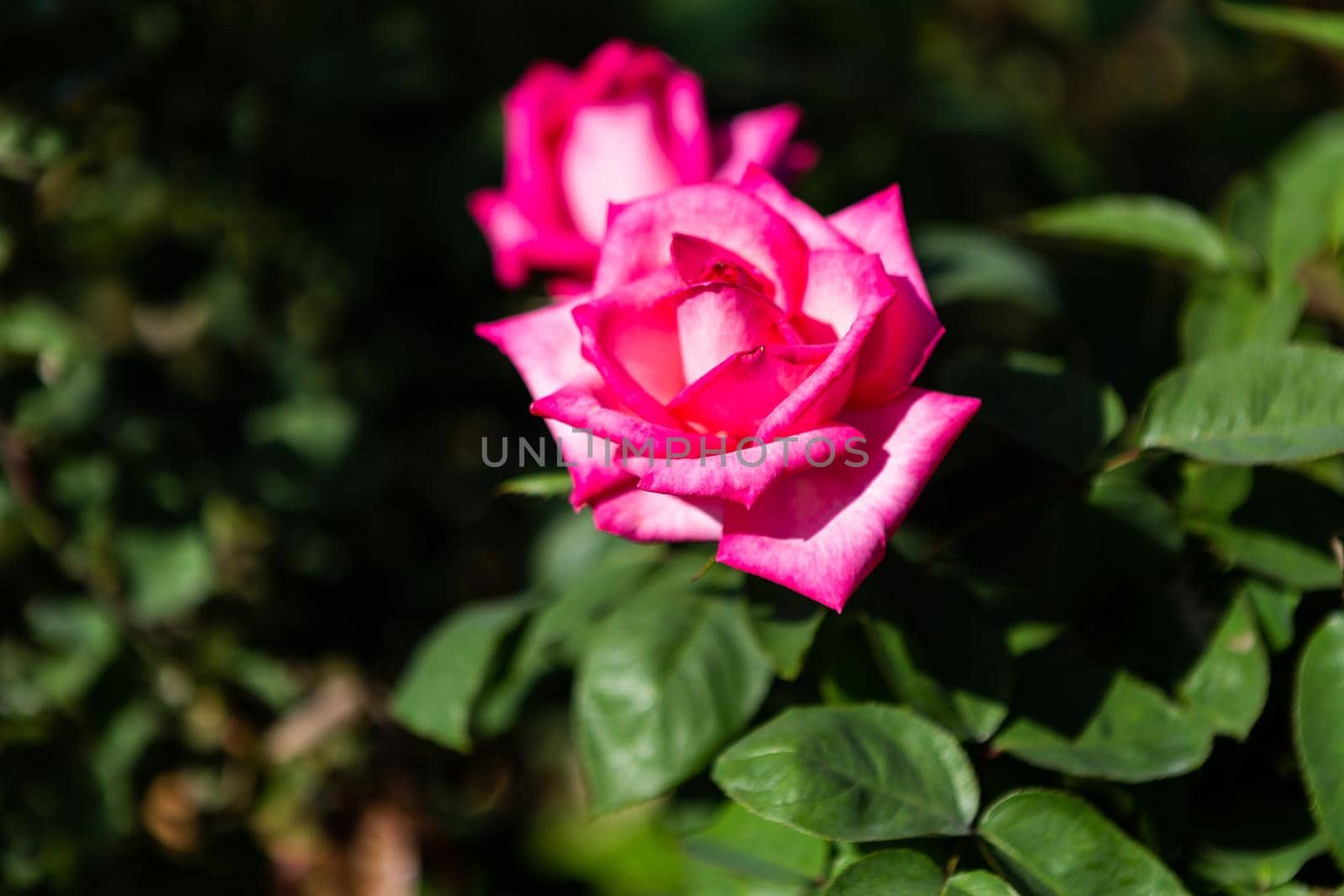 Beautiful pink rose on the rose garden in summer in a garden.