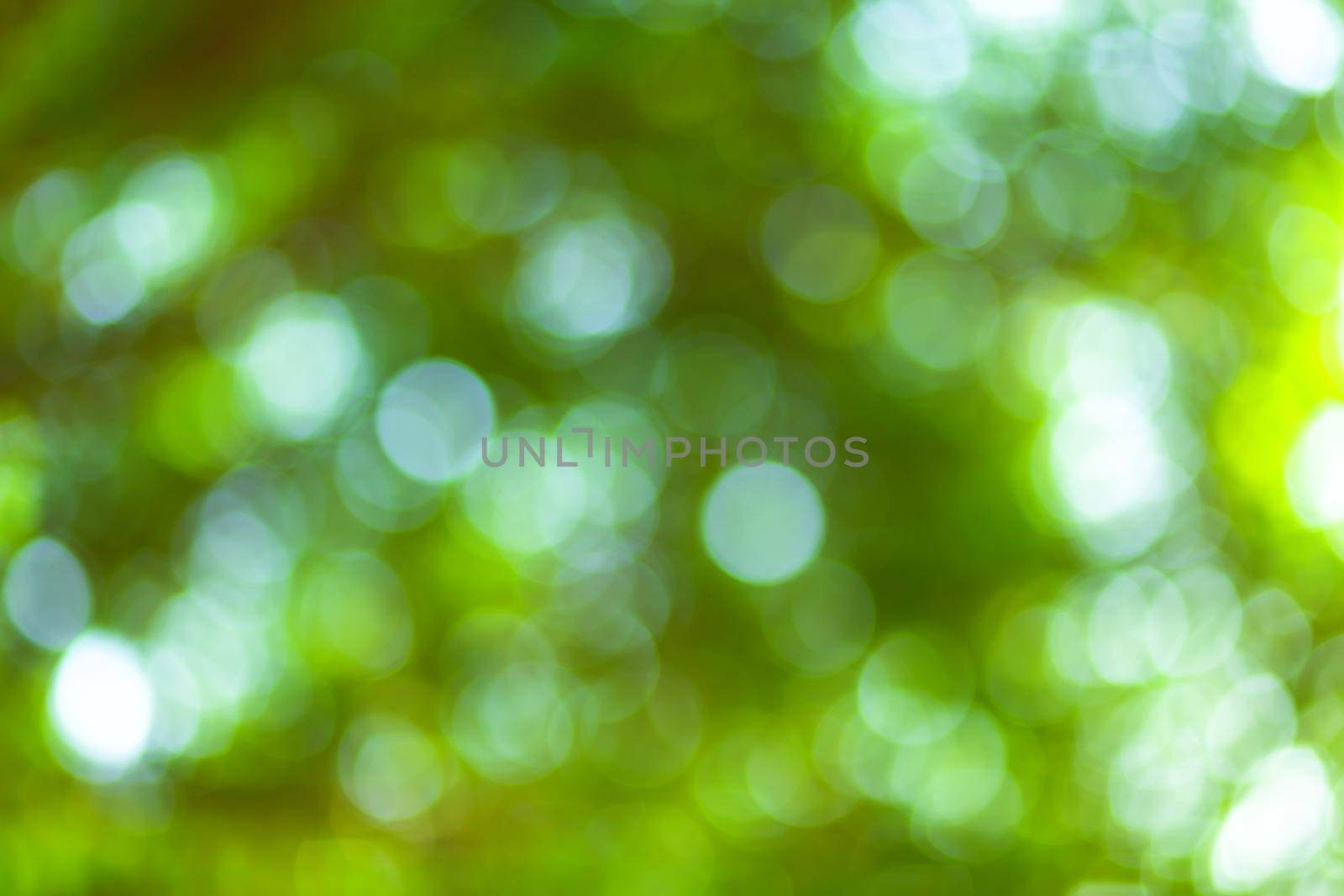 green bokeh background with circles. Summer abstract theme.