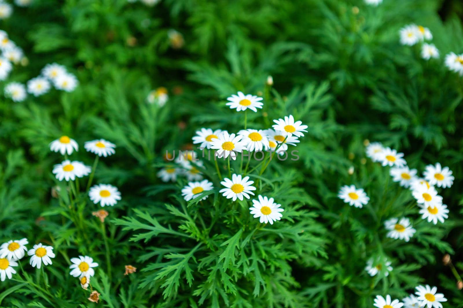 White seaside daisies in a spring garden.