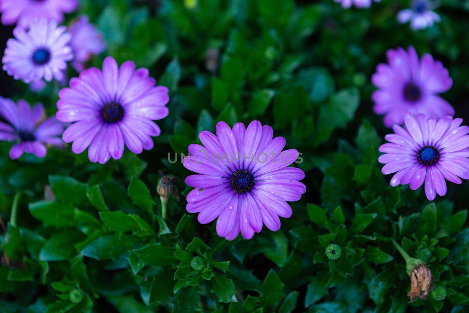 patch of violet african daisies flowers on green grass nature in a spring garden