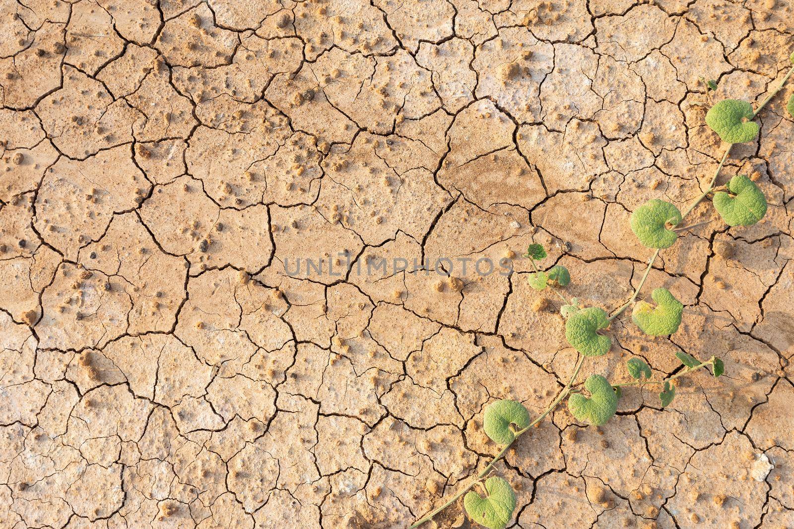 Brown dry soil or cracked ground texture background.