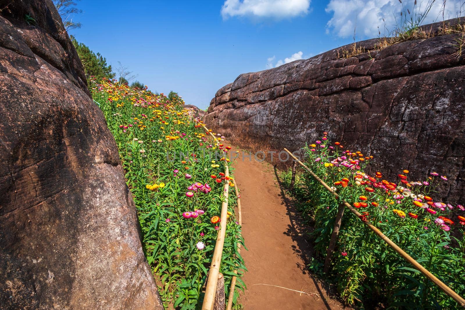 Straw flower of colourful beautiful on green grass nature in the garden with cliff of mountains at Phuhinrongkla National Park Nakhon Thai District in Phitsanulok, Thailand.