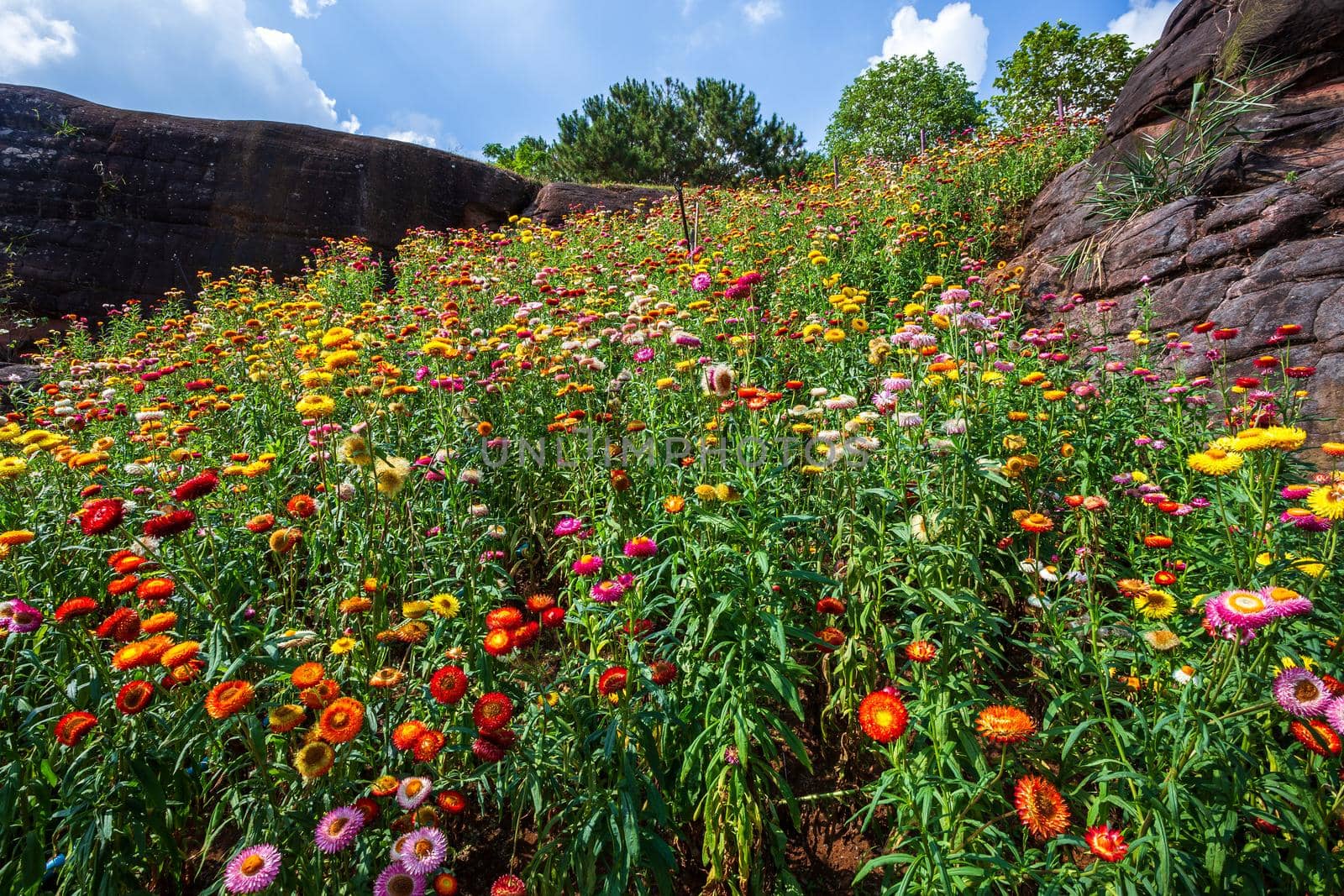 Straw flower of colourful beautiful on green grass nature in the garden with cliff of mountains at Phuhinrongkla National Park Nakhon Thai District in Phitsanulok, Thailand.