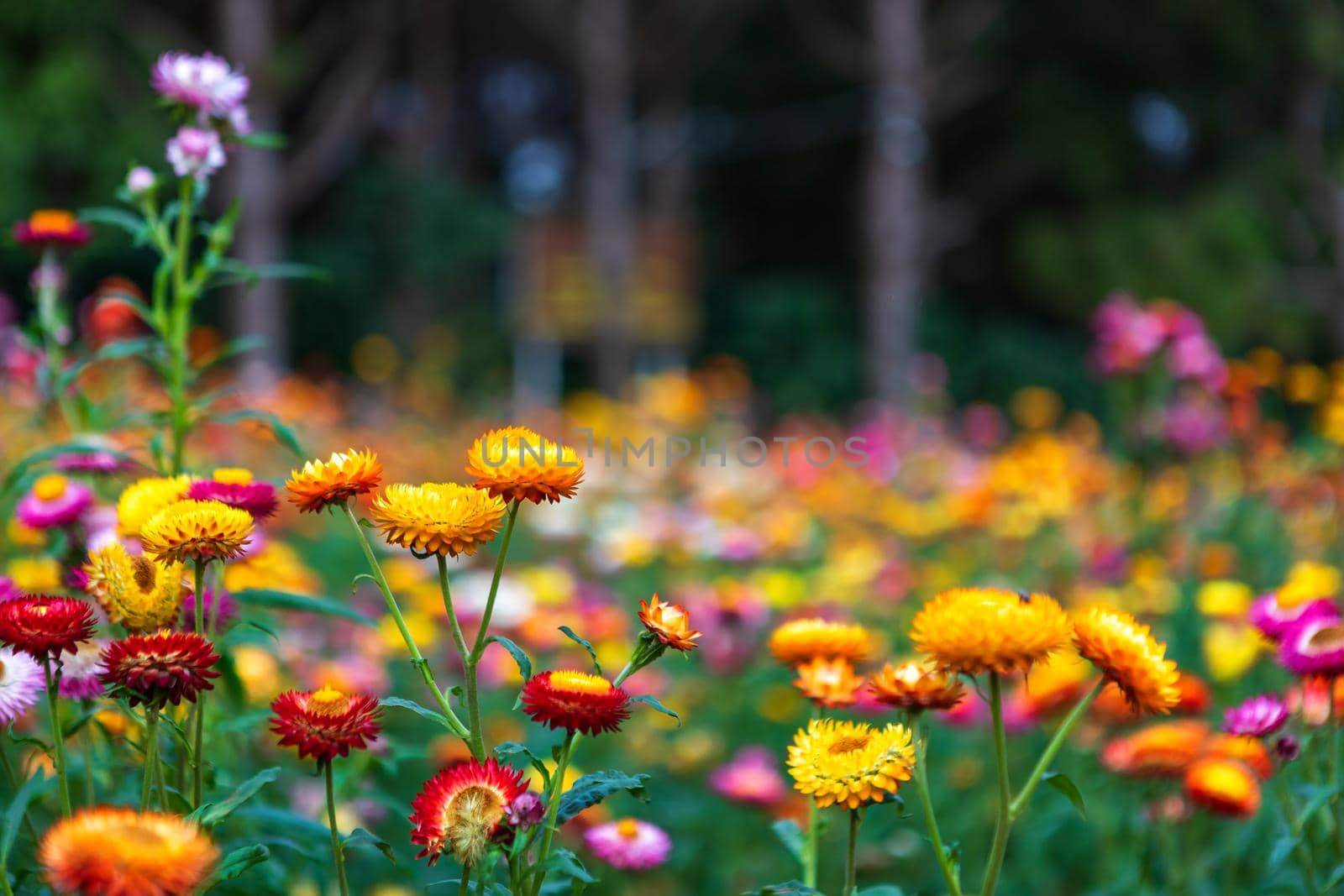 Straw flower of colourful beautiful on green grass nature in a spring garden.  by tinapob2534