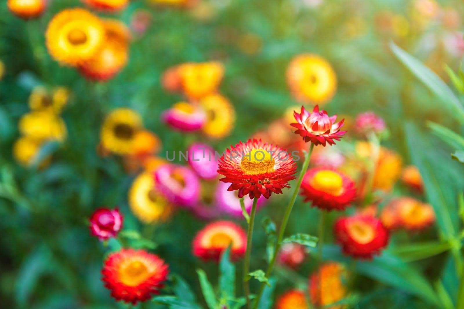 Straw flower of colourful beautiful on green grass nature in a spring garden. 