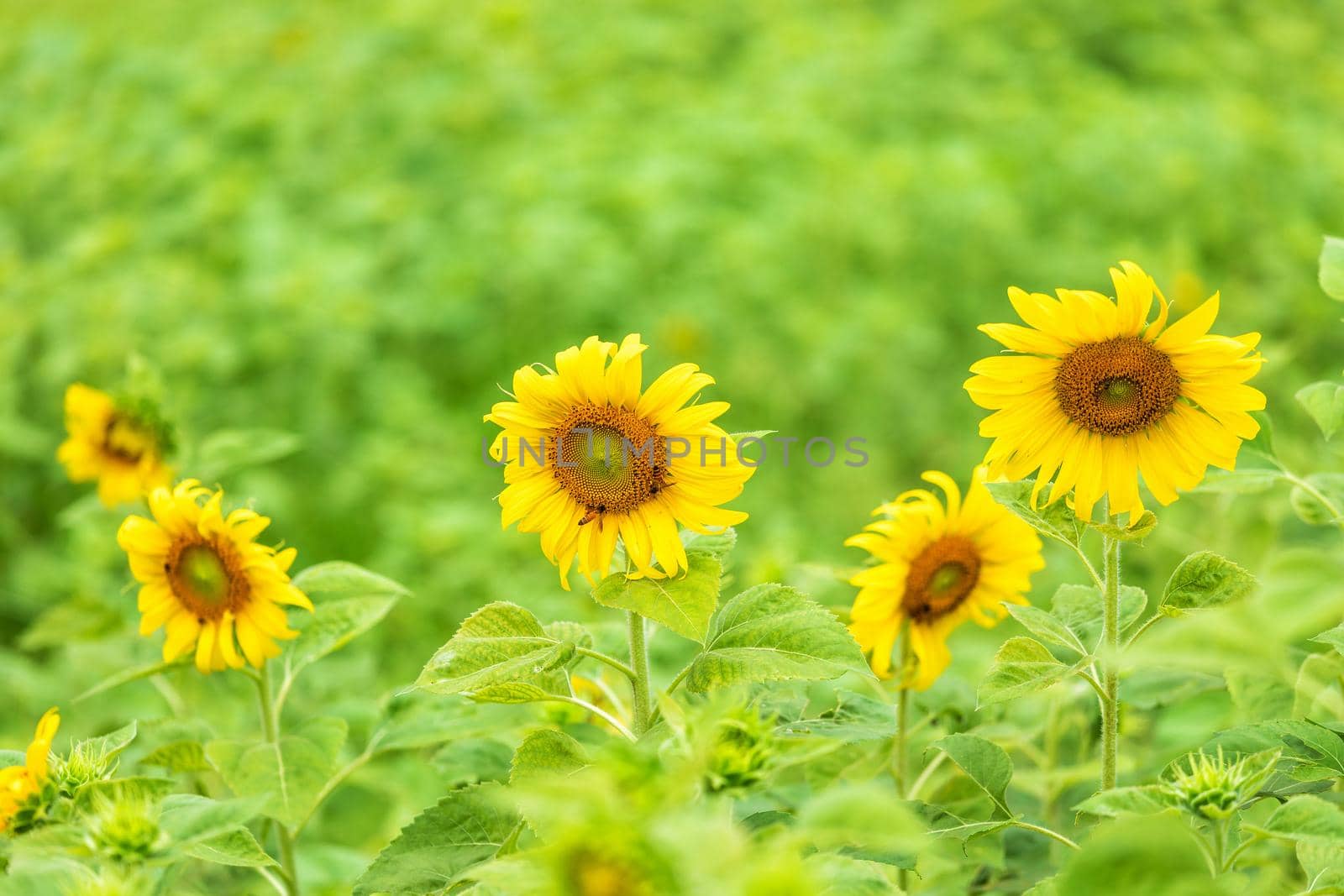 close-up view of sunflower fields green grass background. by tinapob2534