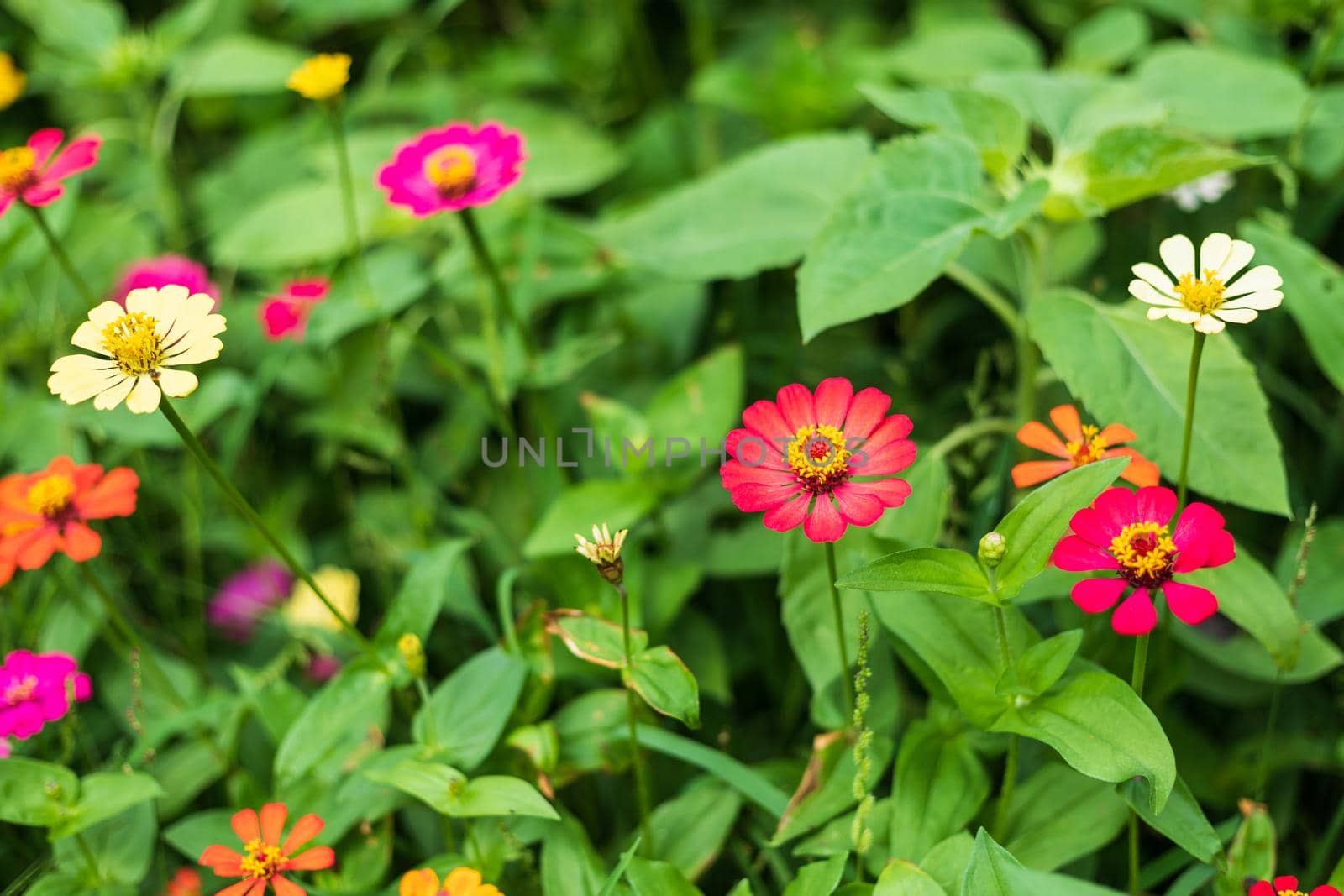 Common Zinnia (elegant zinnia) beautifully with green leaves background in the garden.