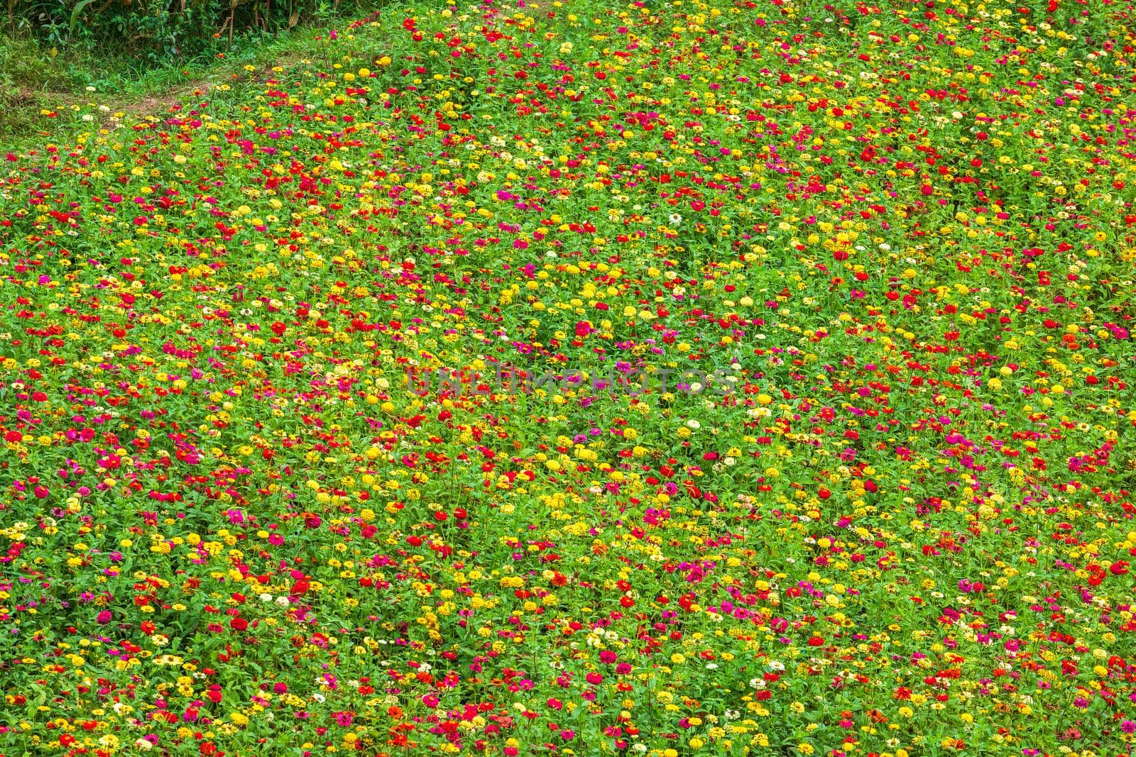 Common Zinnia (elegant zinnia) beautifully with green leaves background in the garden.