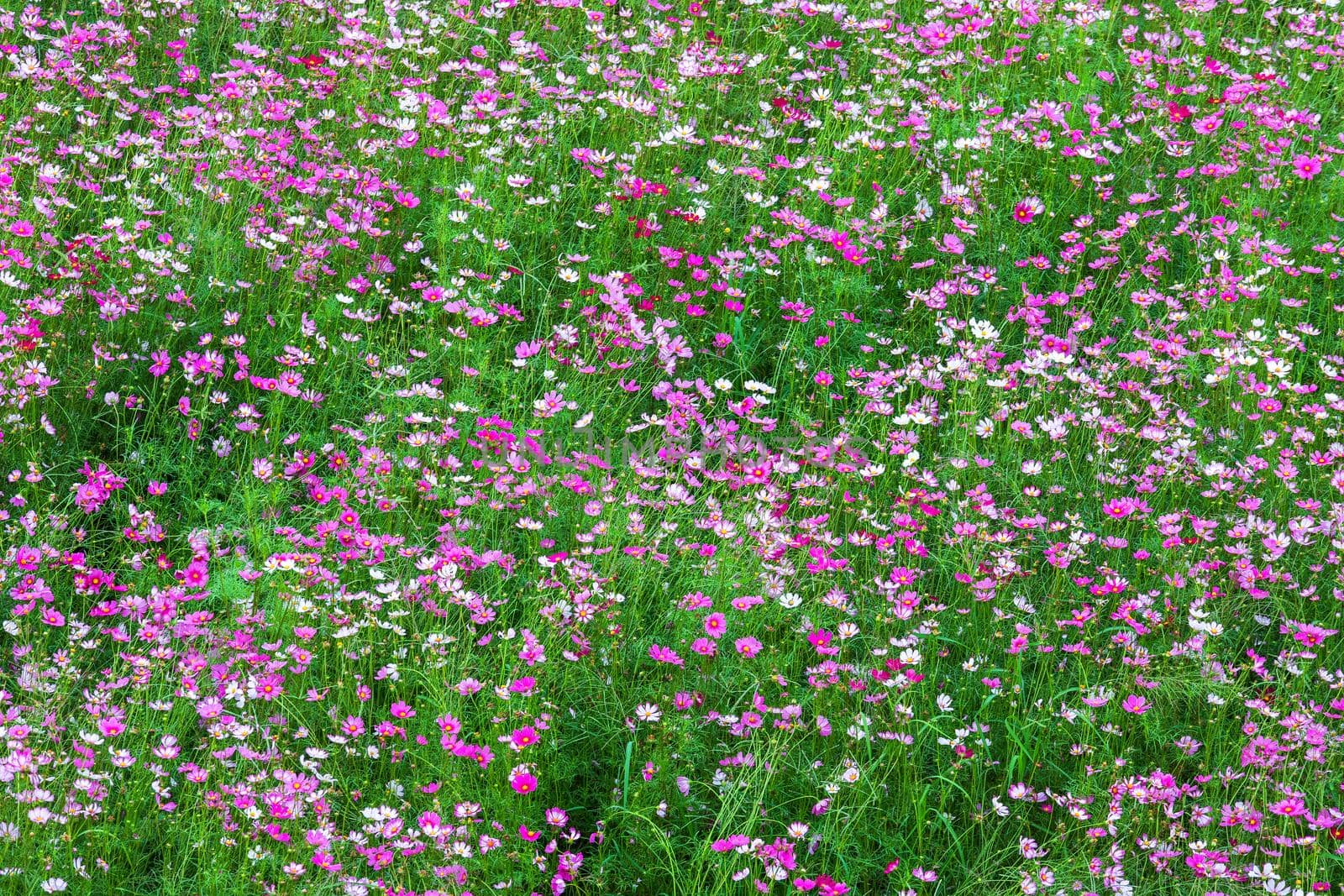 field pink flowers cosmos bloom beautifully in the garden.